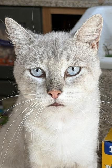 Enlarge MISHA, a Adoptable Siamese in Churchville, PA image 3/4
