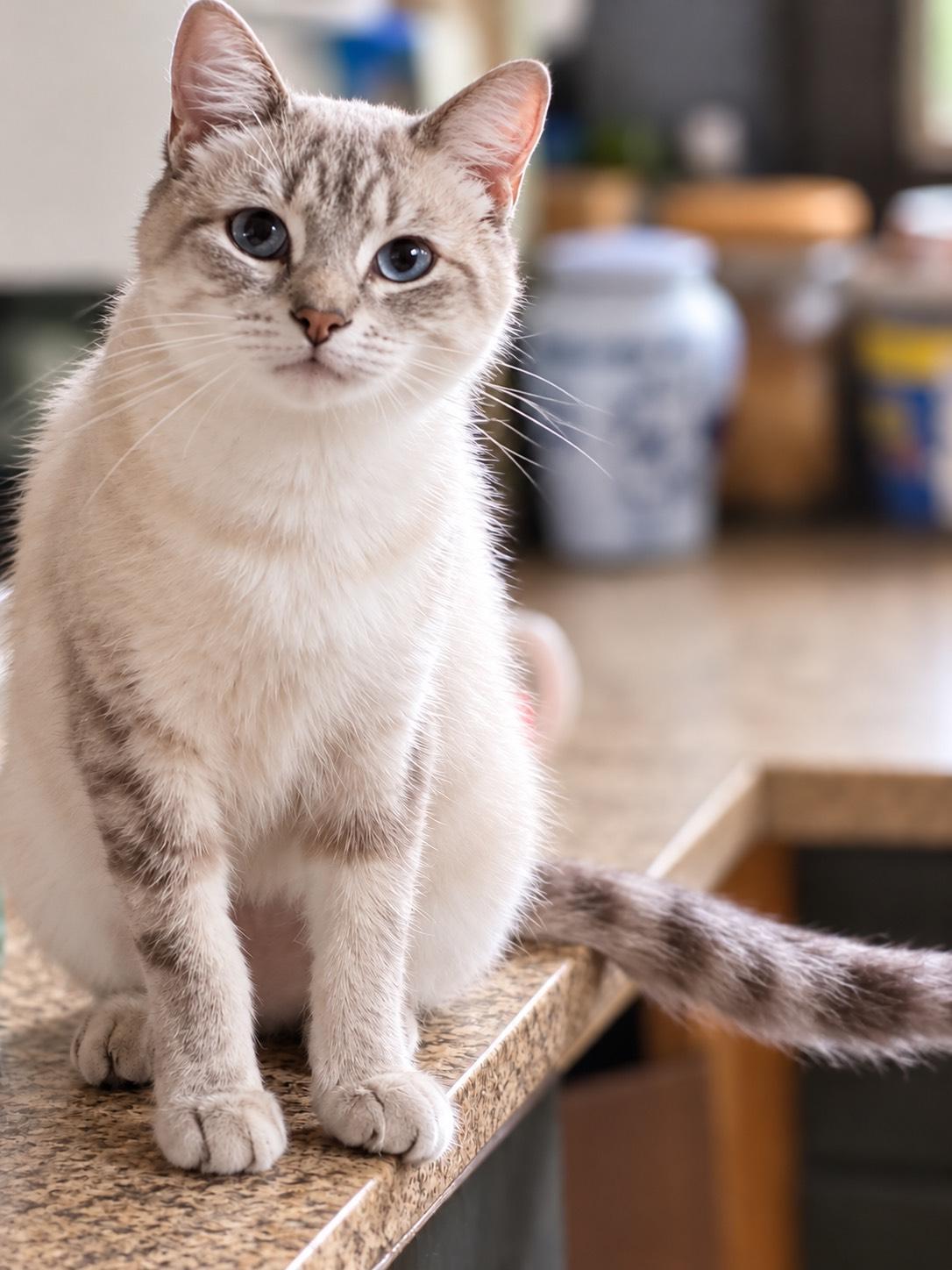 Enlarge MISHA, a Adoptable Siamese in Churchville, PA image 1/3