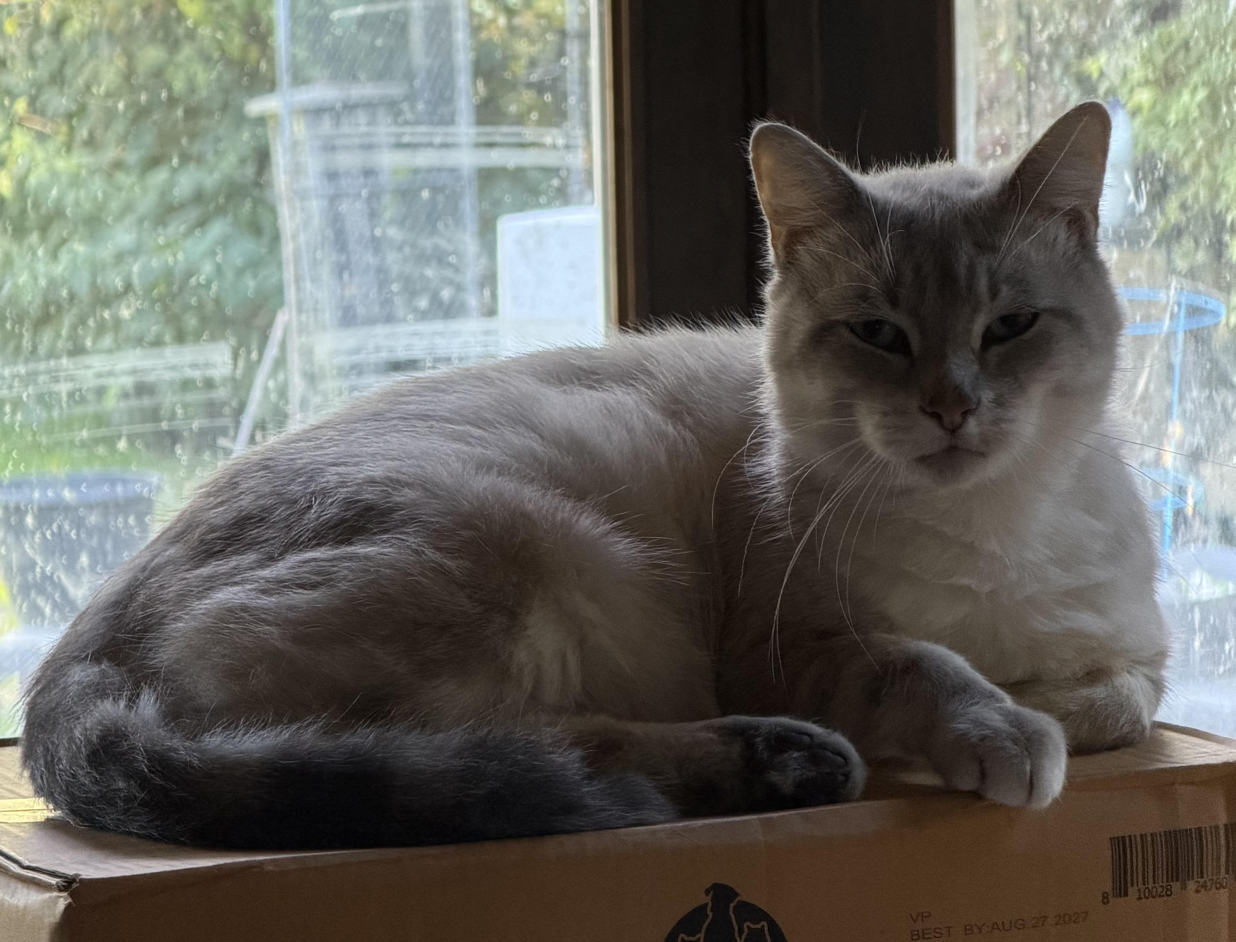Enlarge MISHA, a Adoptable Siamese in Churchville, PA image 2/3