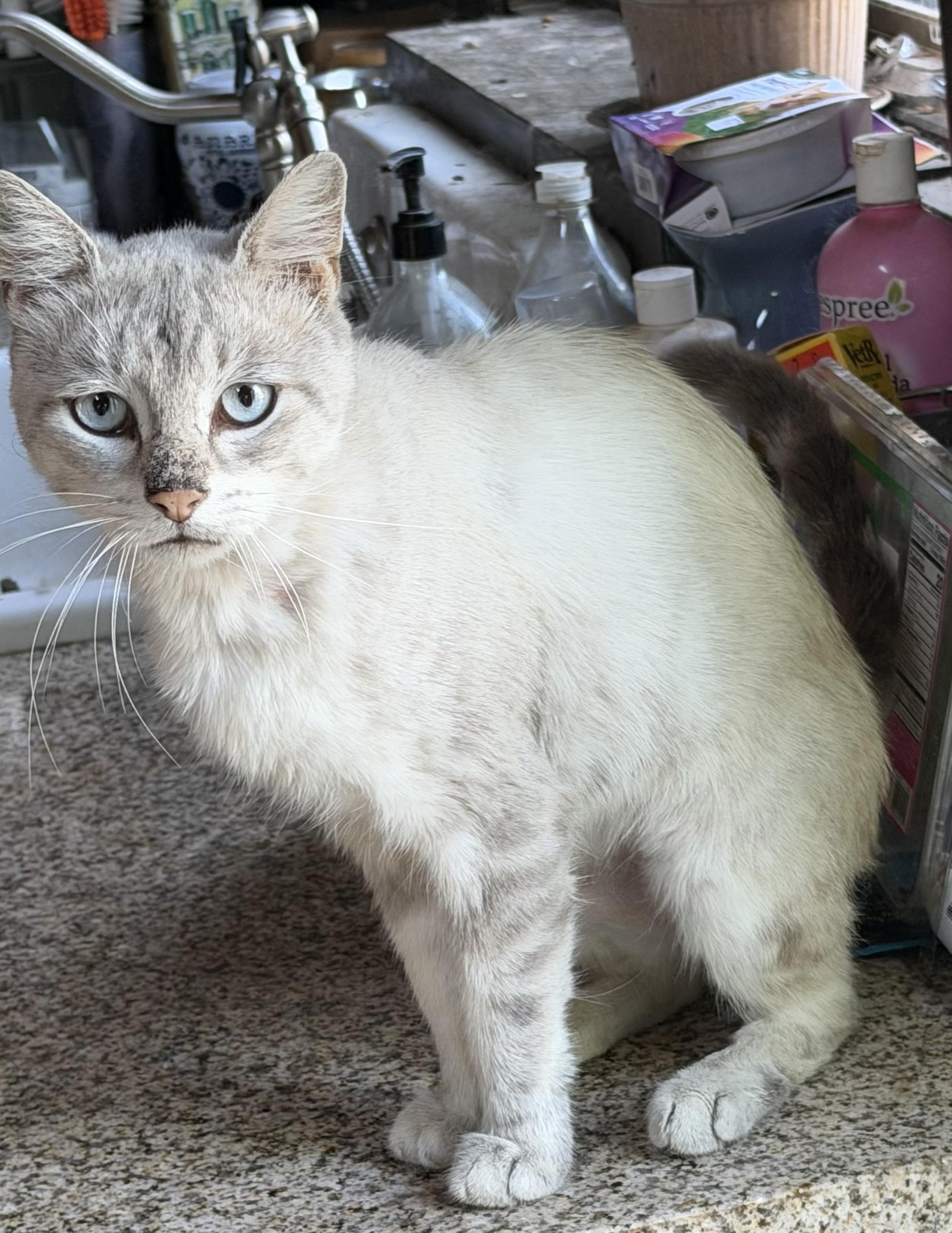 MISHA, Adoptable, Young Male Siamese.
