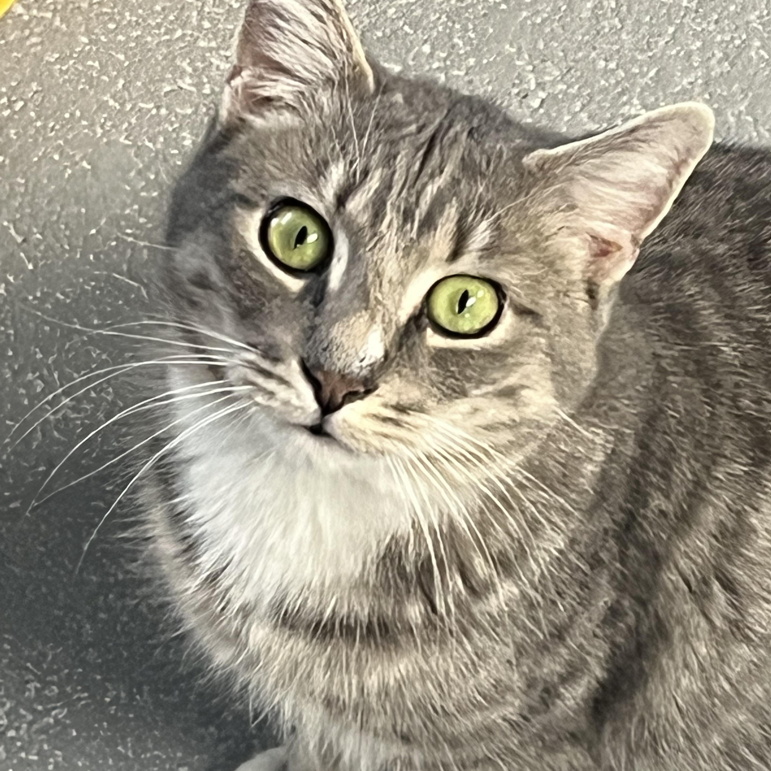 Grape, adopted, Adult Female Domestic Short Hair & Tabby.