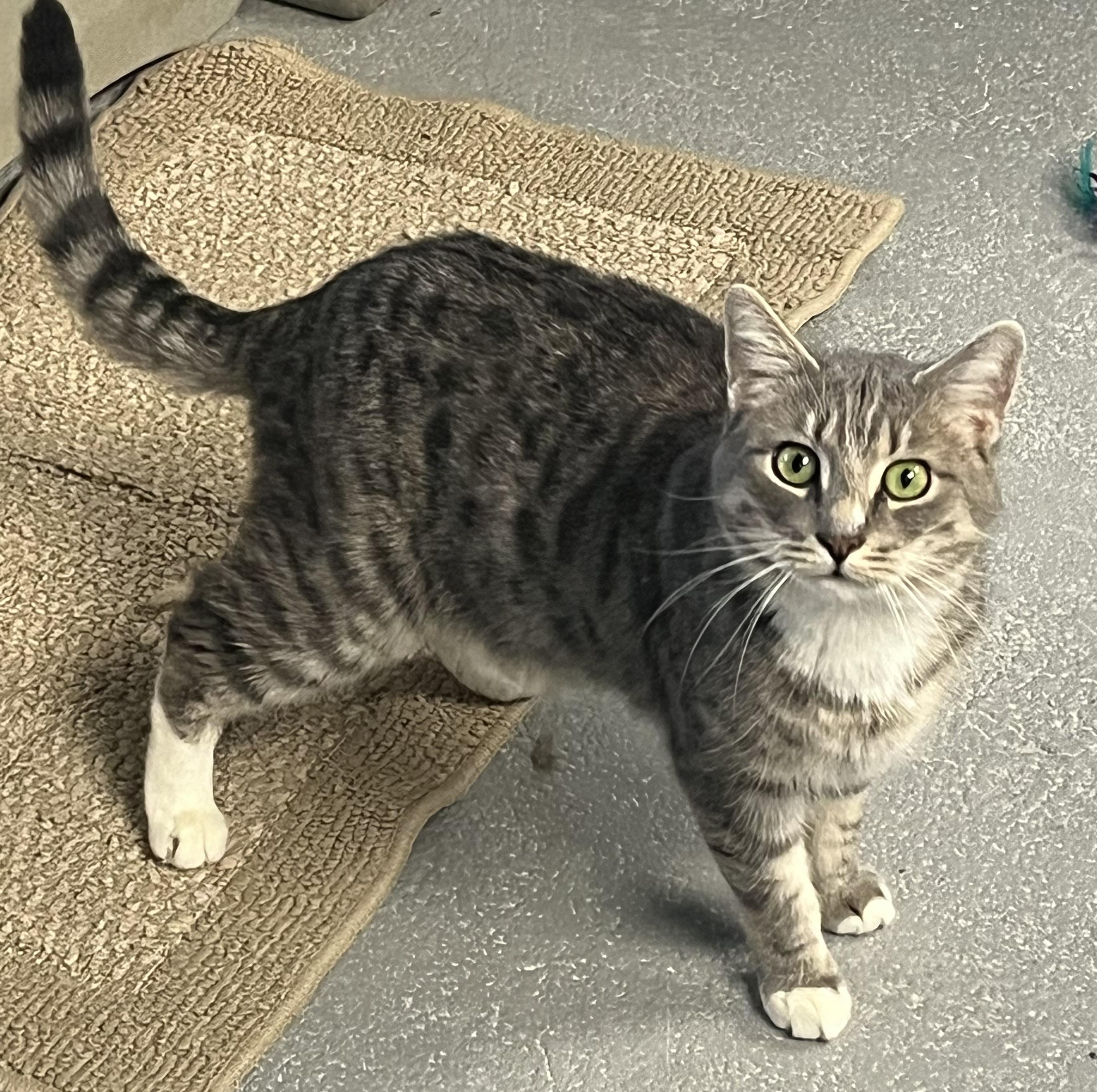 Enlarge Grape, an adopted mixed breed in Mendham, NJ image 2/2