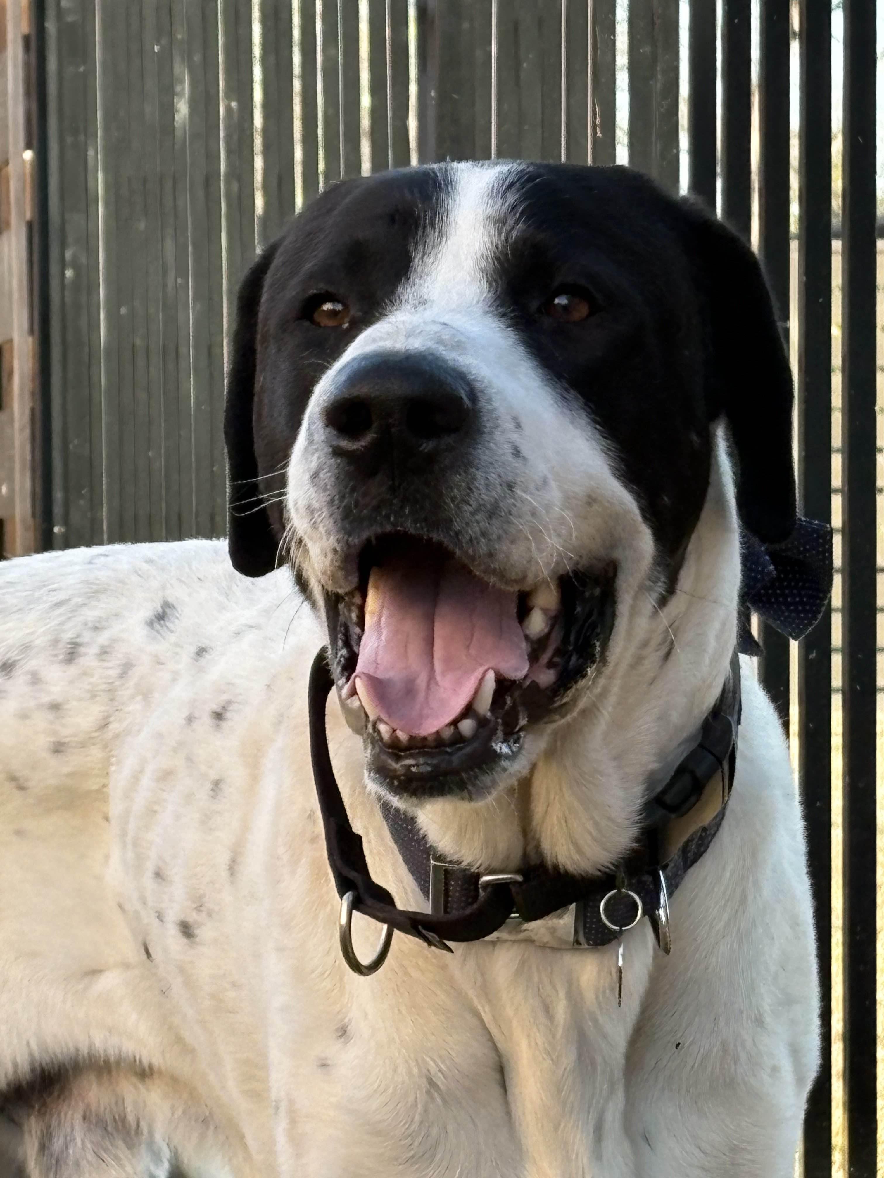 Enlarge Blue, a Adoptable mixed breed in Portland, OR image 2/3