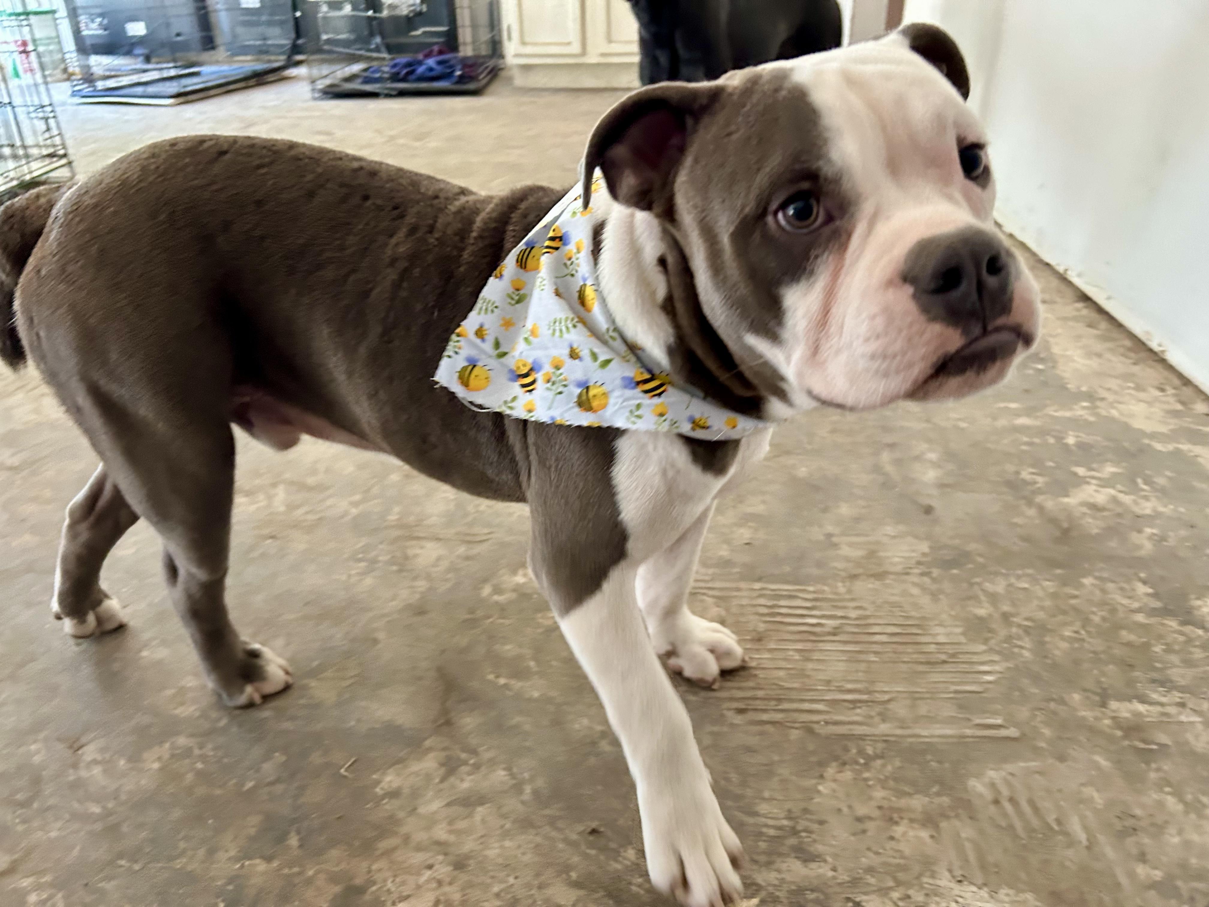 Enlarge Patches, a Adopted mixed breed in San Antonio, TX image 3/6