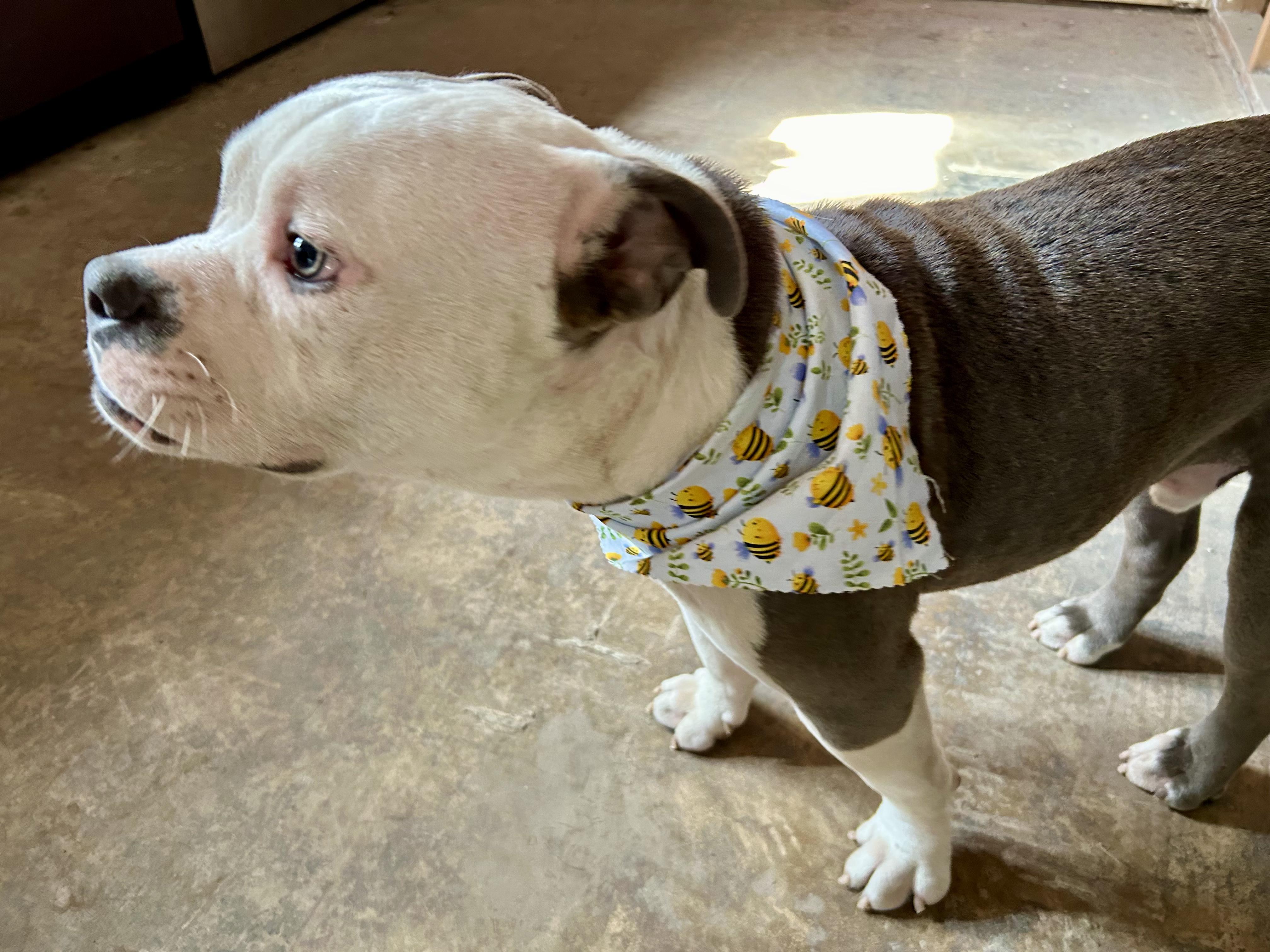 Enlarge Patches, a Adopted mixed breed in San Antonio, TX image 5/6