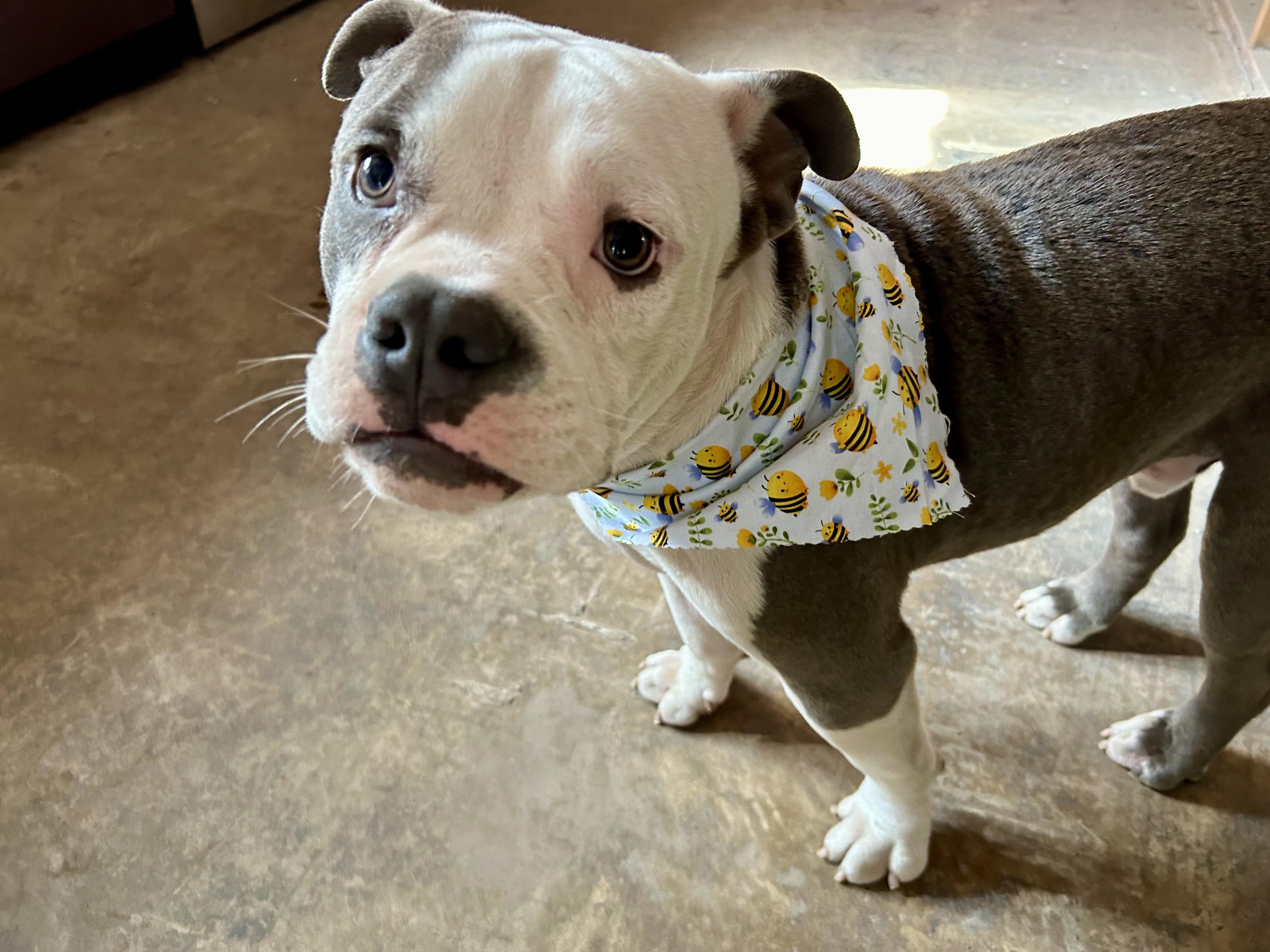 Patches, Adopted, Young Male American Bully & Pit Bull Terrier.