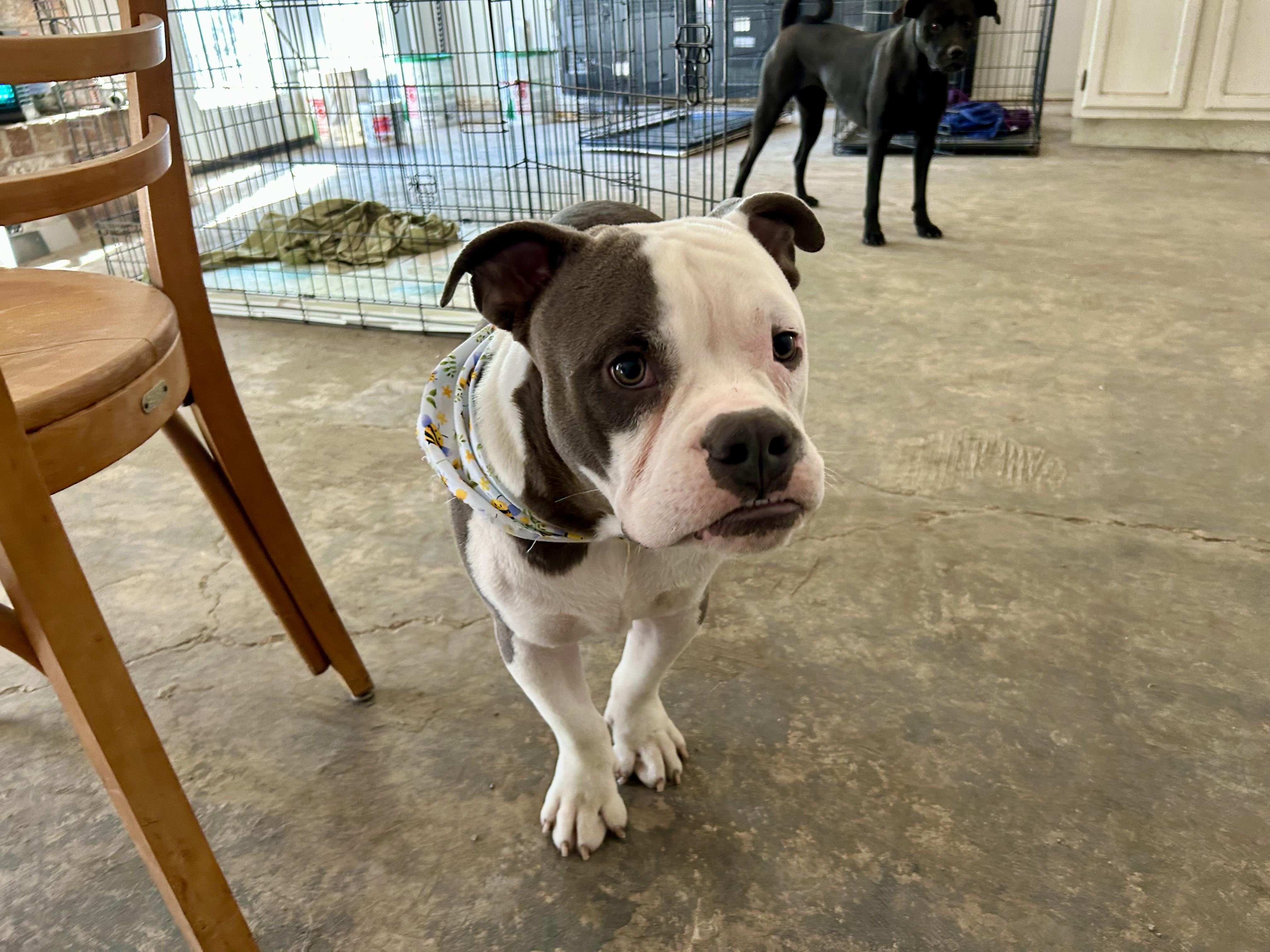 Enlarge Patches, a Adopted mixed breed in San Antonio, TX image 2/6