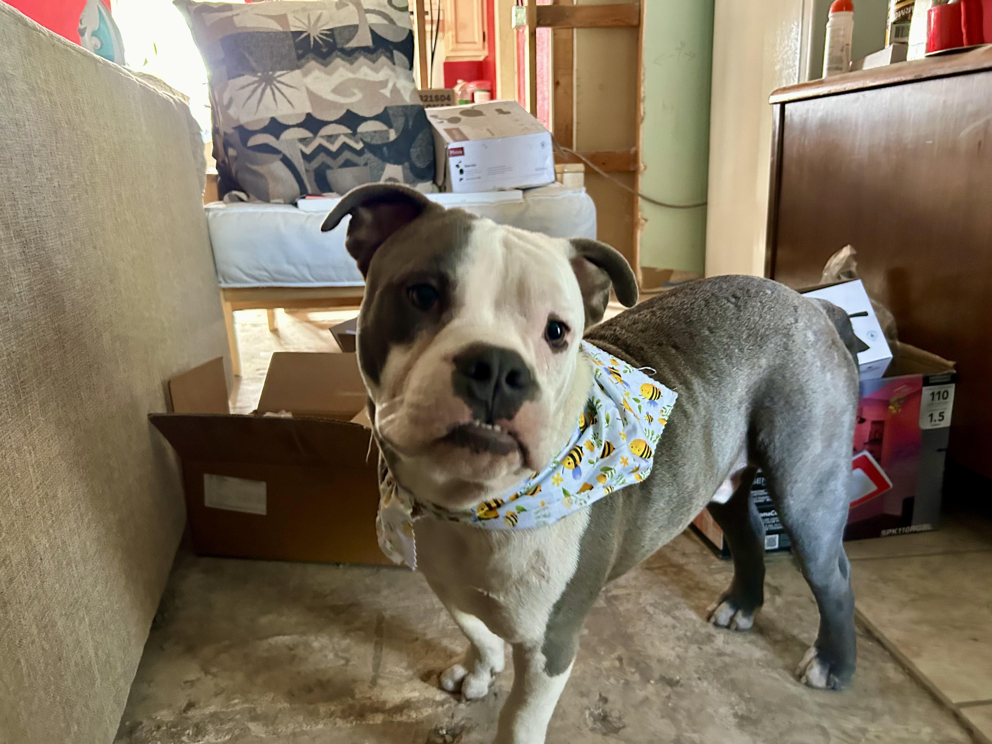 Enlarge Patches, a Adopted mixed breed in San Antonio, TX image 4/6