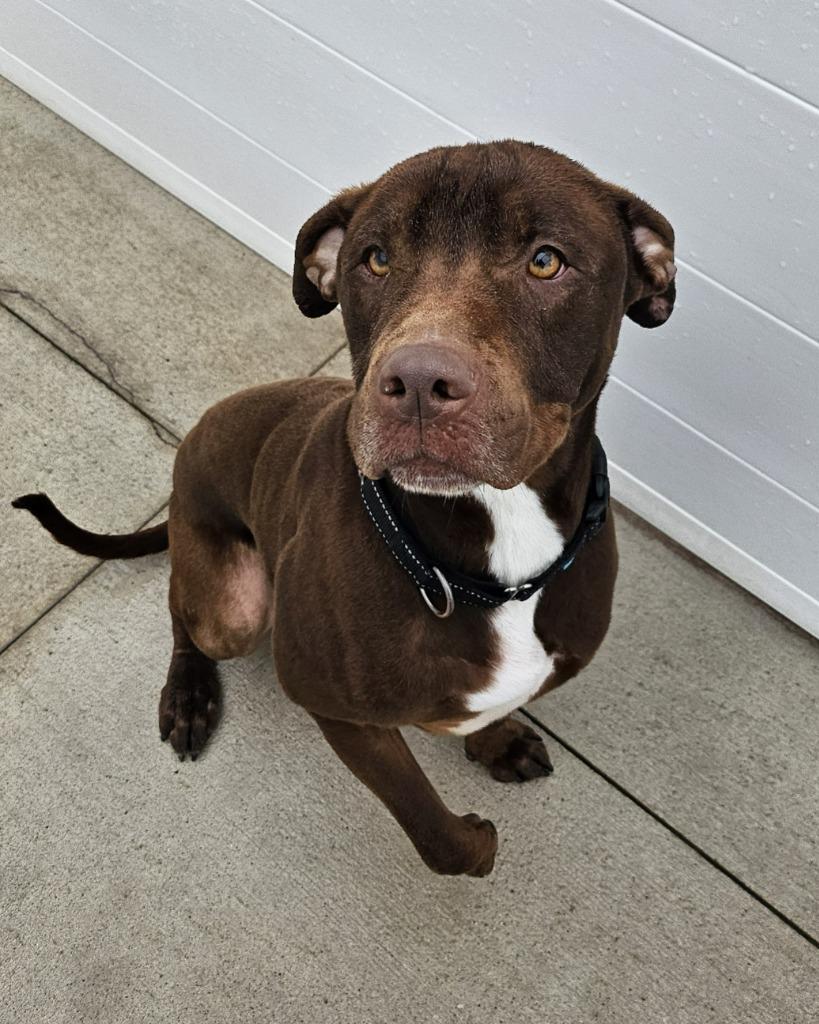 Clark, a Adoptable Pit Bull Terrier in Portland, IN image 1/6