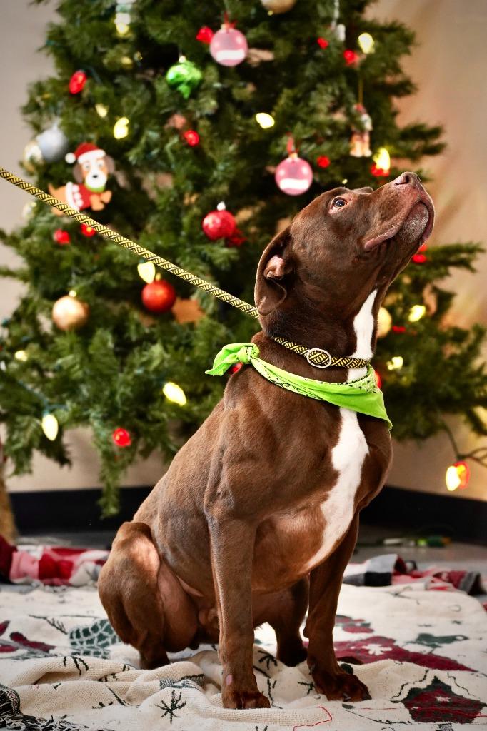 Clark, a Adoptable Pit Bull Terrier in Portland, IN image 2/6