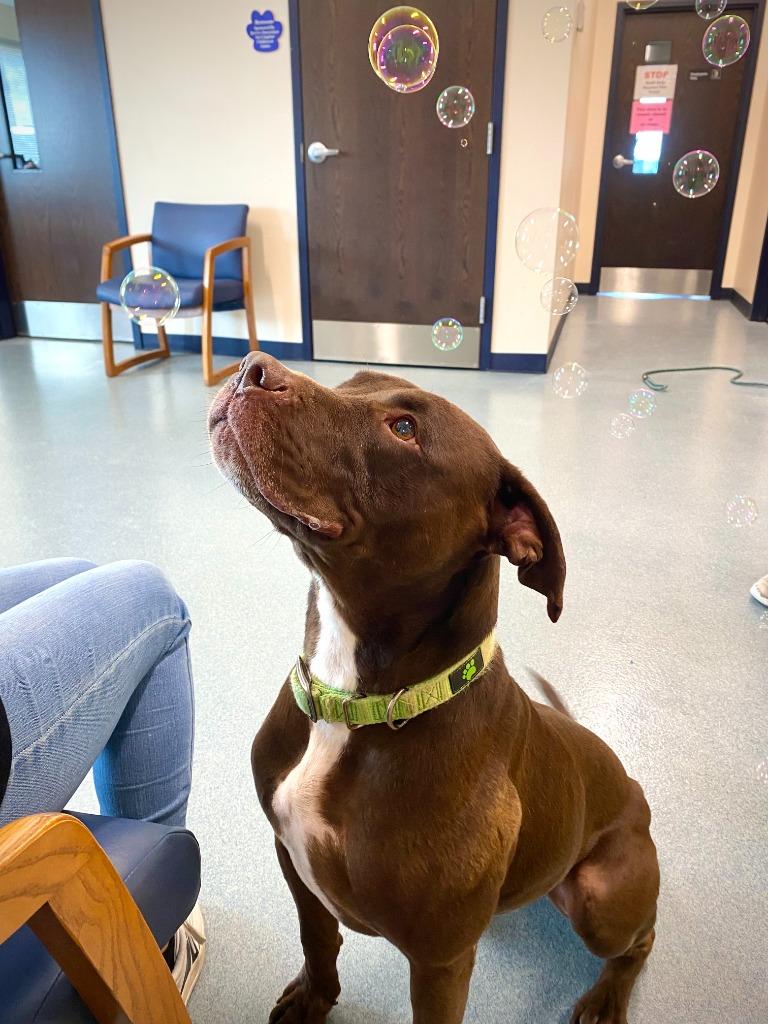 Clark, a Adoptable Pit Bull Terrier in Portland, IN image 3/6