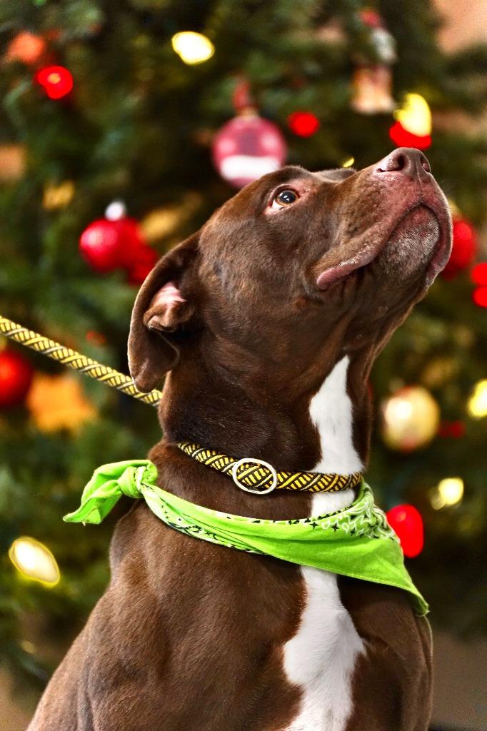 Enlarge Clark, a Adoptable Pit Bull Terrier in Portland, IN image 3/6