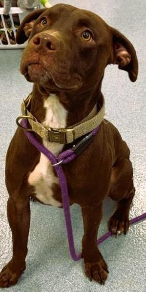 Enlarge Clark, a Adoptable Pit Bull Terrier in Portland, IN image 4/6