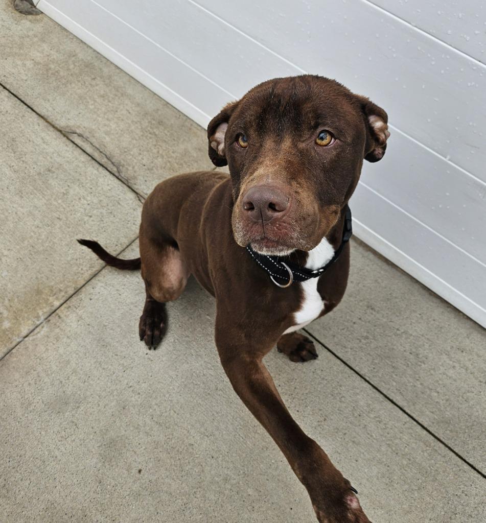 Clark, a Adoptable Pit Bull Terrier in Portland, IN image 5/6