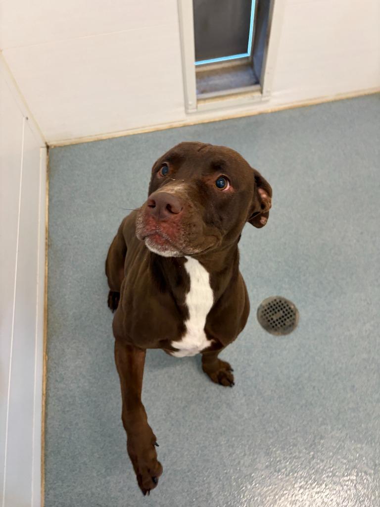 Clark, a Adoptable Pit Bull Terrier in Portland, IN image 6/6