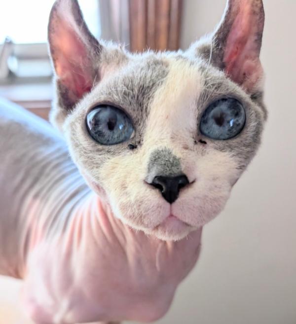 Enlarge KIWI, a ADOPTABLE mixed breed in Kenosha, WI image 2/2