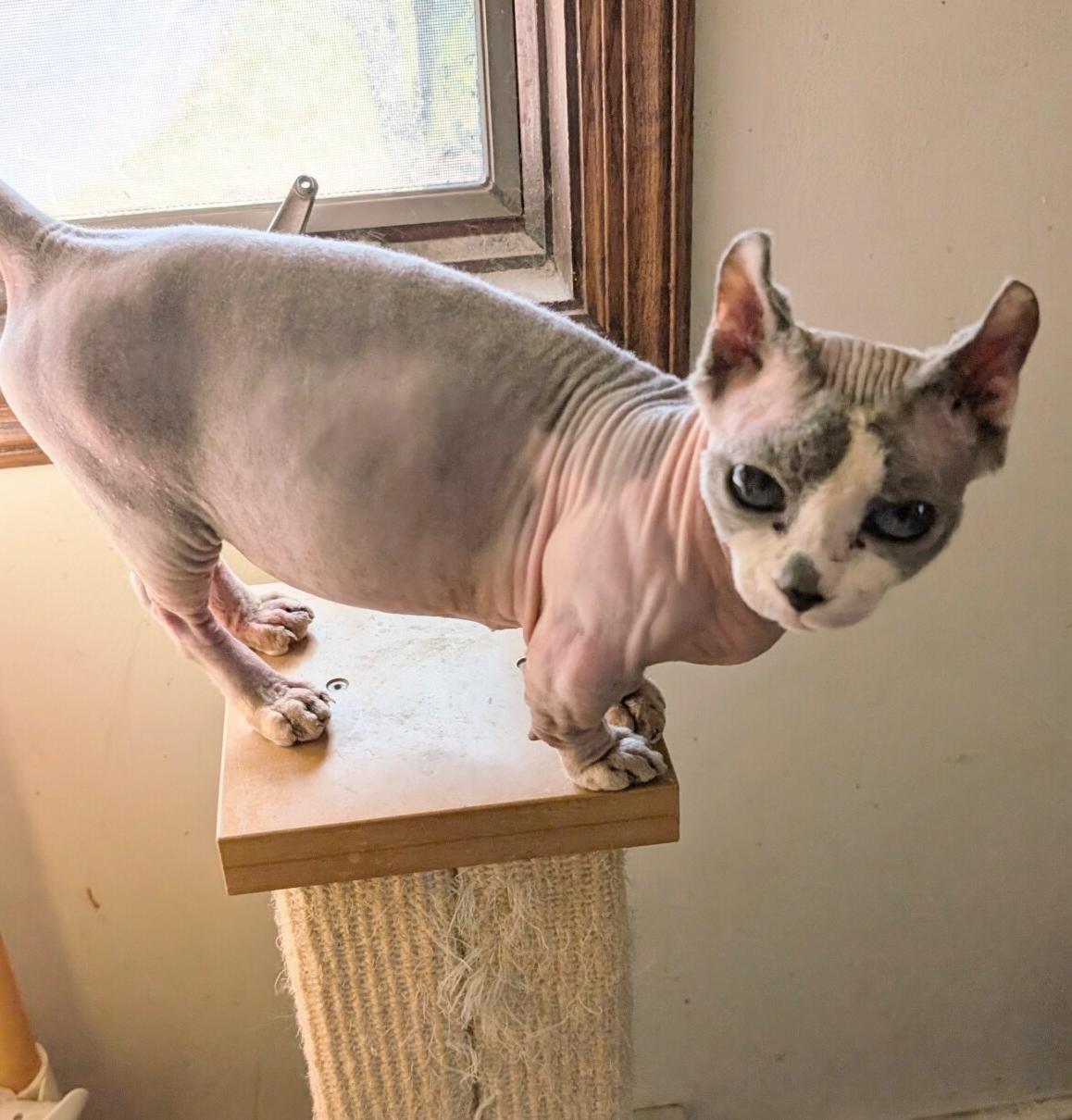 KIWI, ADOPTABLE, Adult Female Sphynx / Hairless Cat & Munchkin.