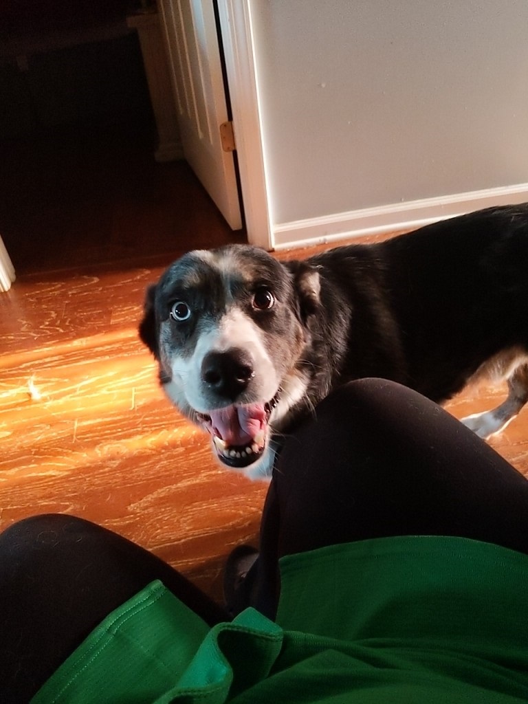 Dog for adoption Chase, an Australian Shepherd Mix in Trumann, AR