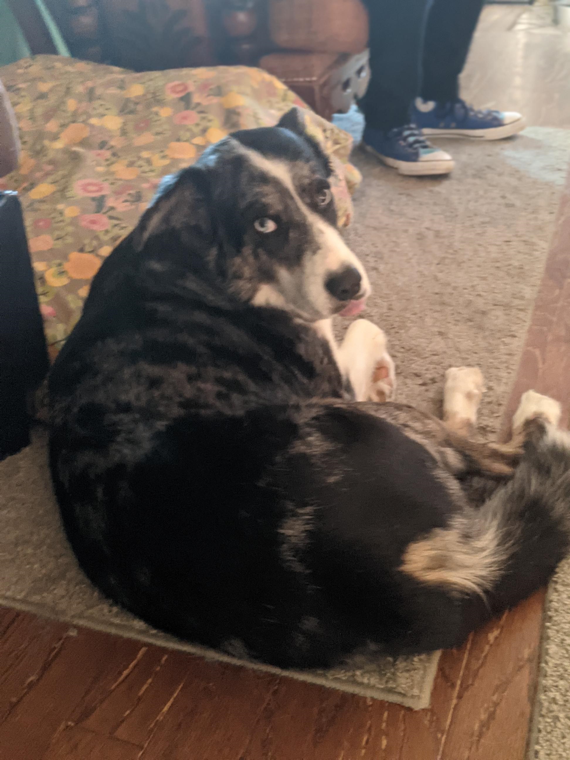 Dog for adoption Chase, an Australian Shepherd Mix in Trumann, AR