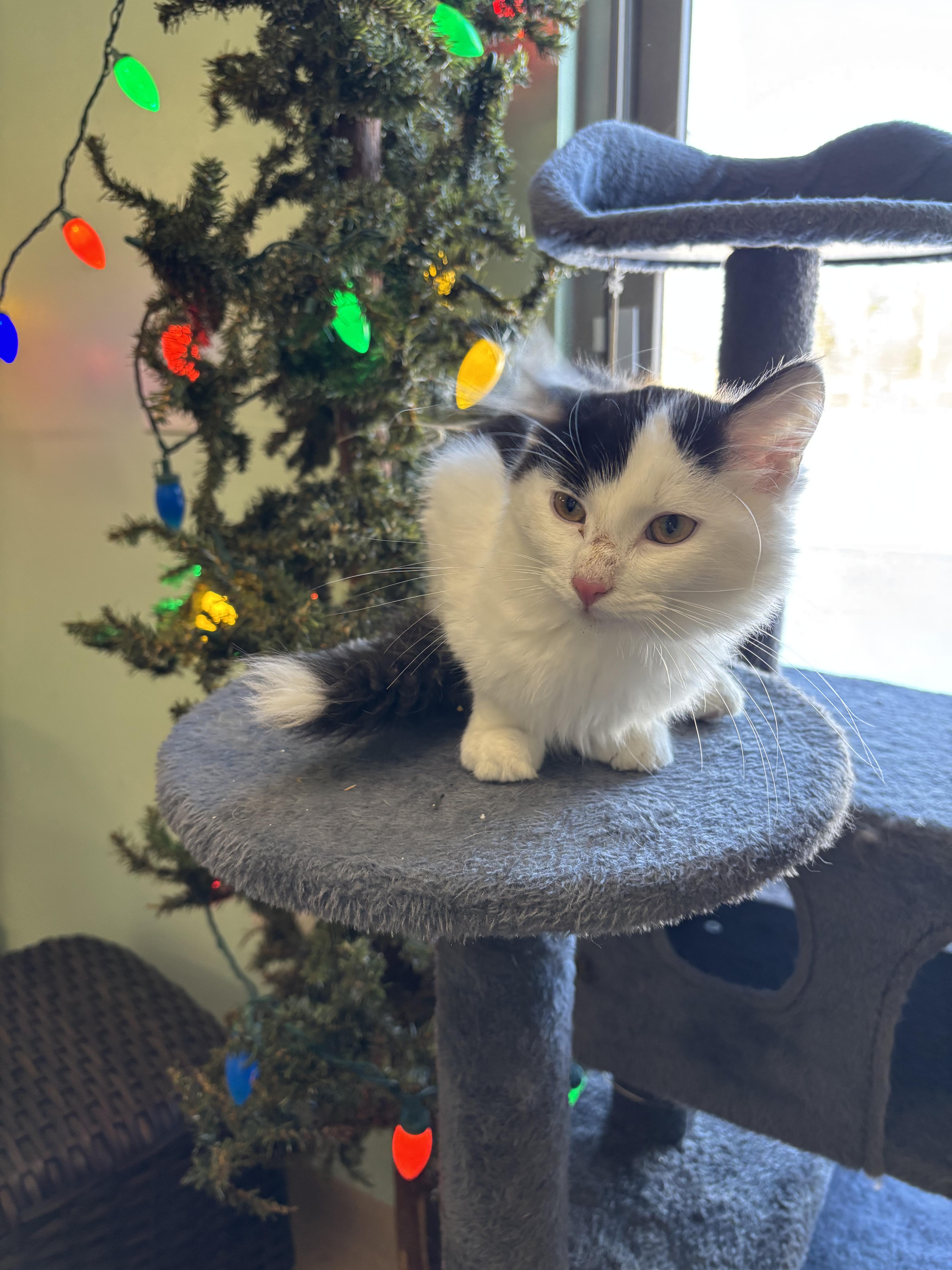 Enlarge Data, a ADOPTABLE Domestic Medium Hair in Franklin, IN image 1/1