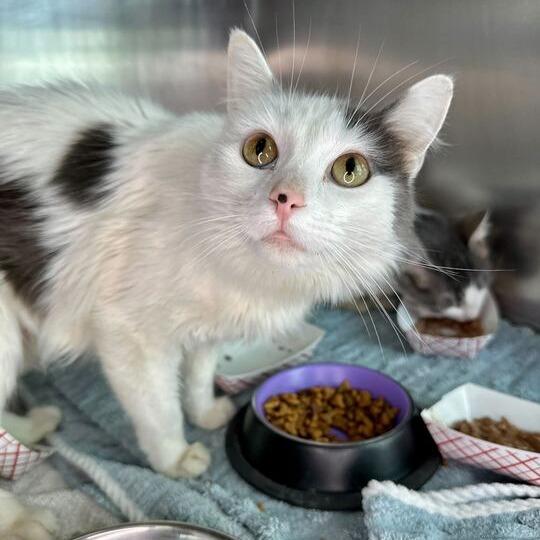 Marnee, a Adoptable Domestic Medium Hair in Matteson, IL image 1/2