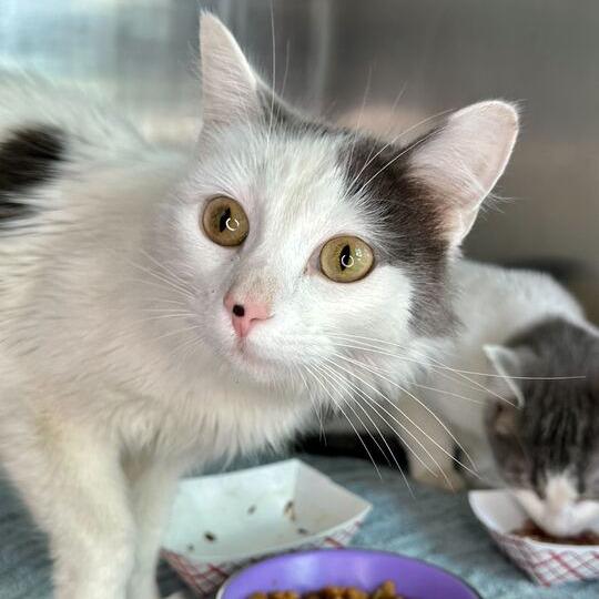 Marnee, a Adoptable Domestic Medium Hair in Matteson, IL image 2/2