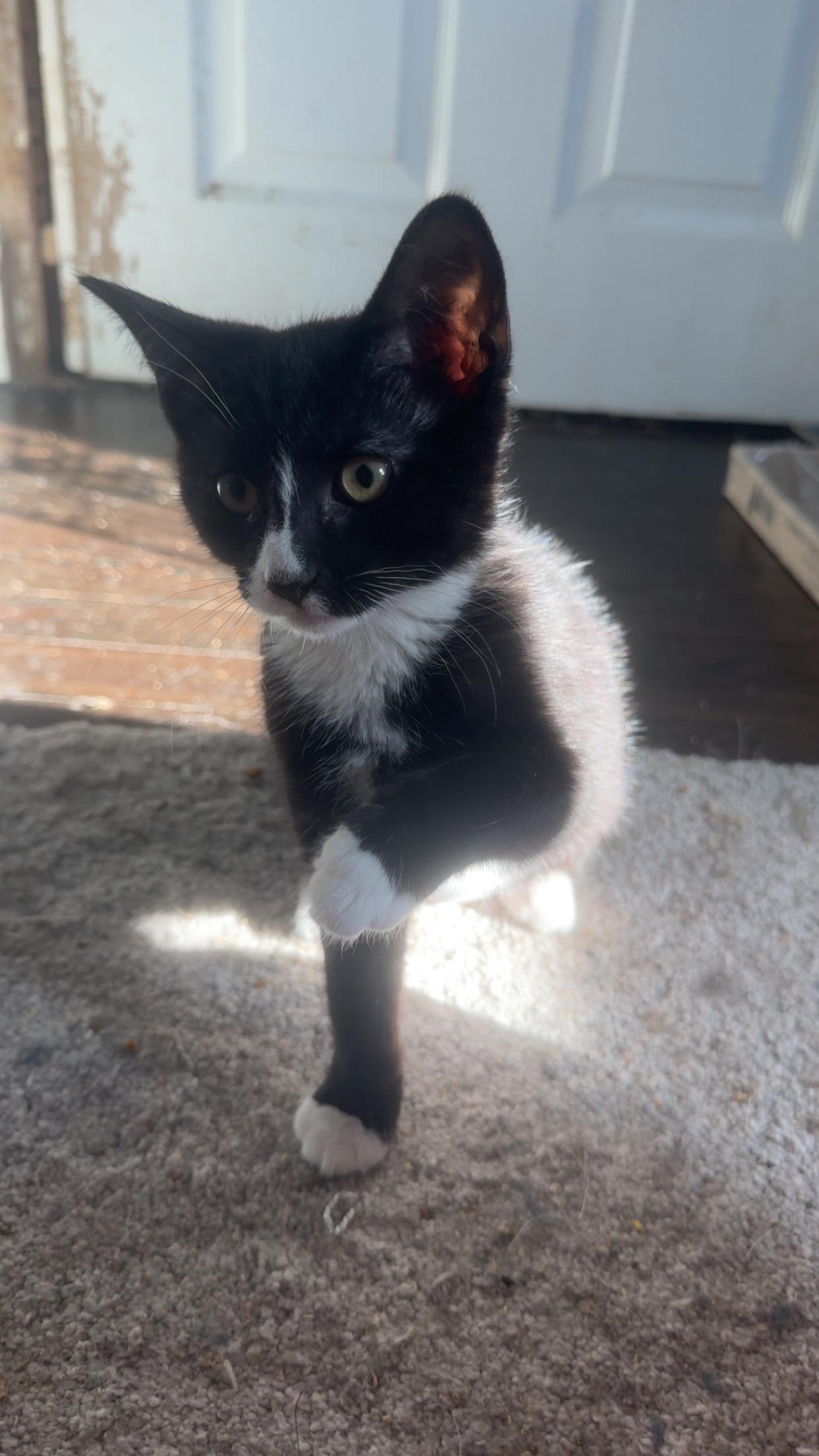 Enlarge Tootsie, a Adoptable Domestic Short Hair in Westville, NJ image 3/3