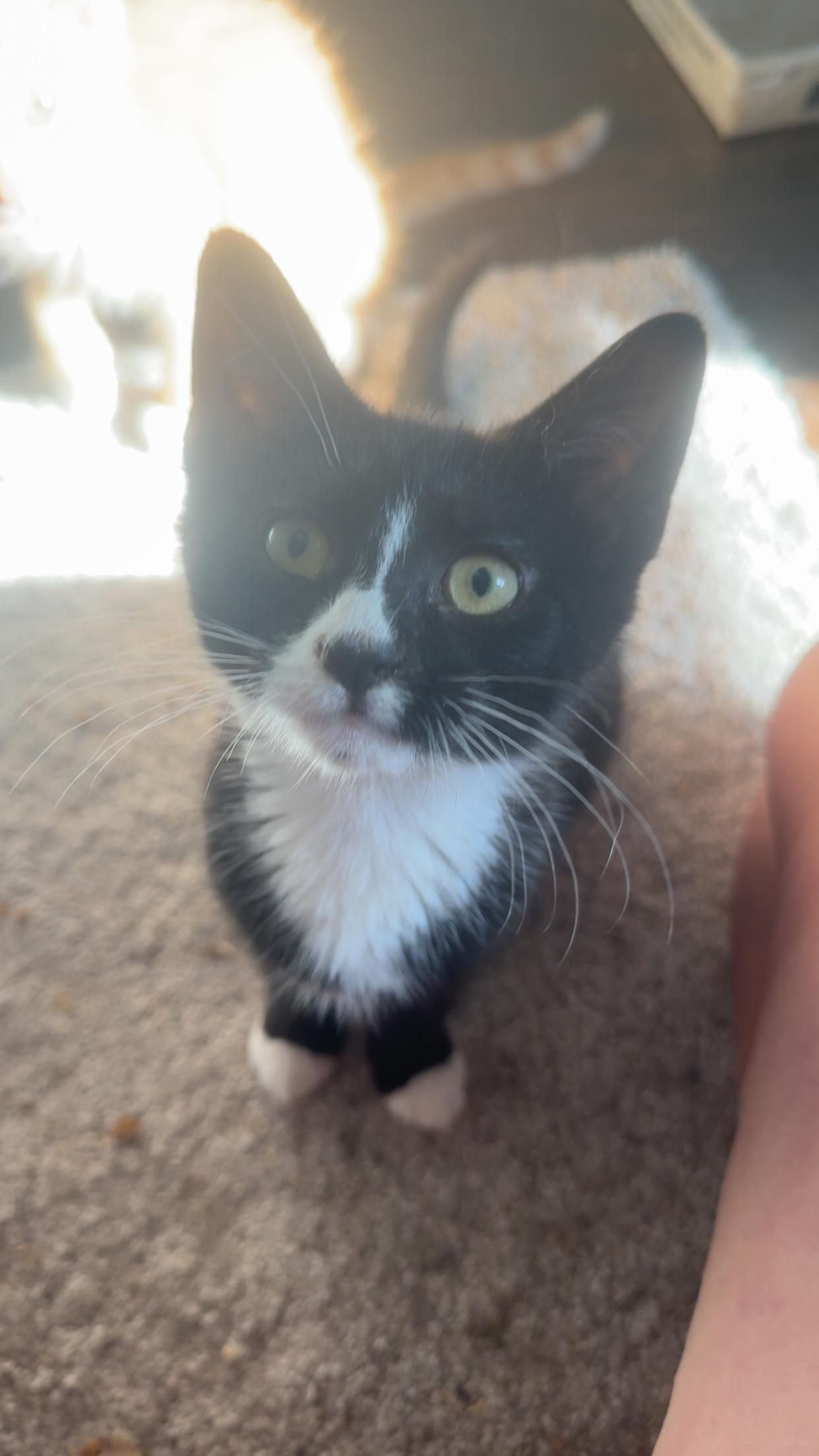 Enlarge Tootsie, a Adoptable Domestic Short Hair in Westville, NJ image 1/3