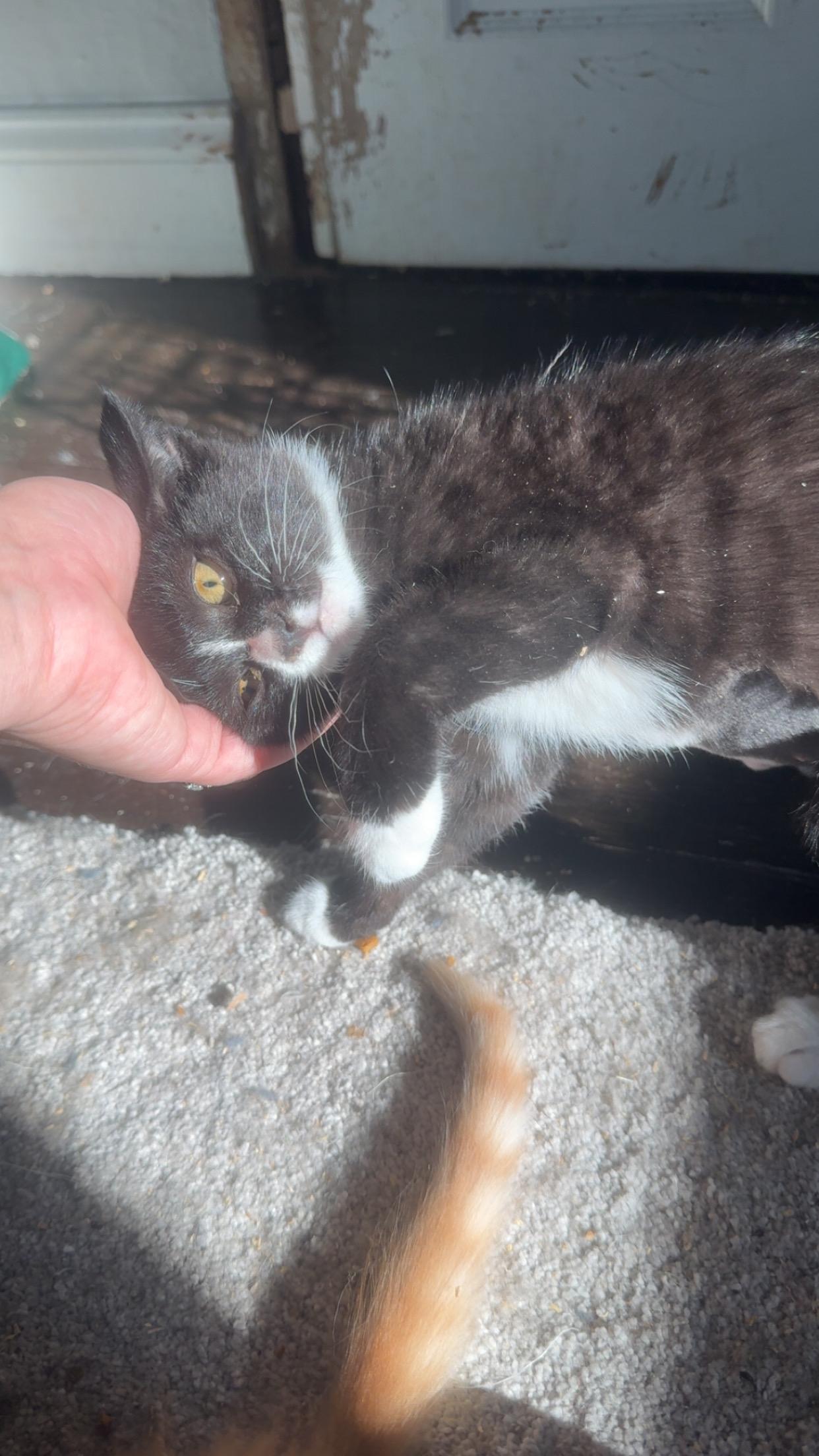 Enlarge Tootsie, a Adoptable Domestic Short Hair in Westville, NJ image 2/3