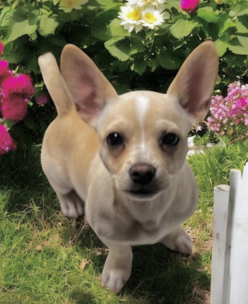 Coco photo 3