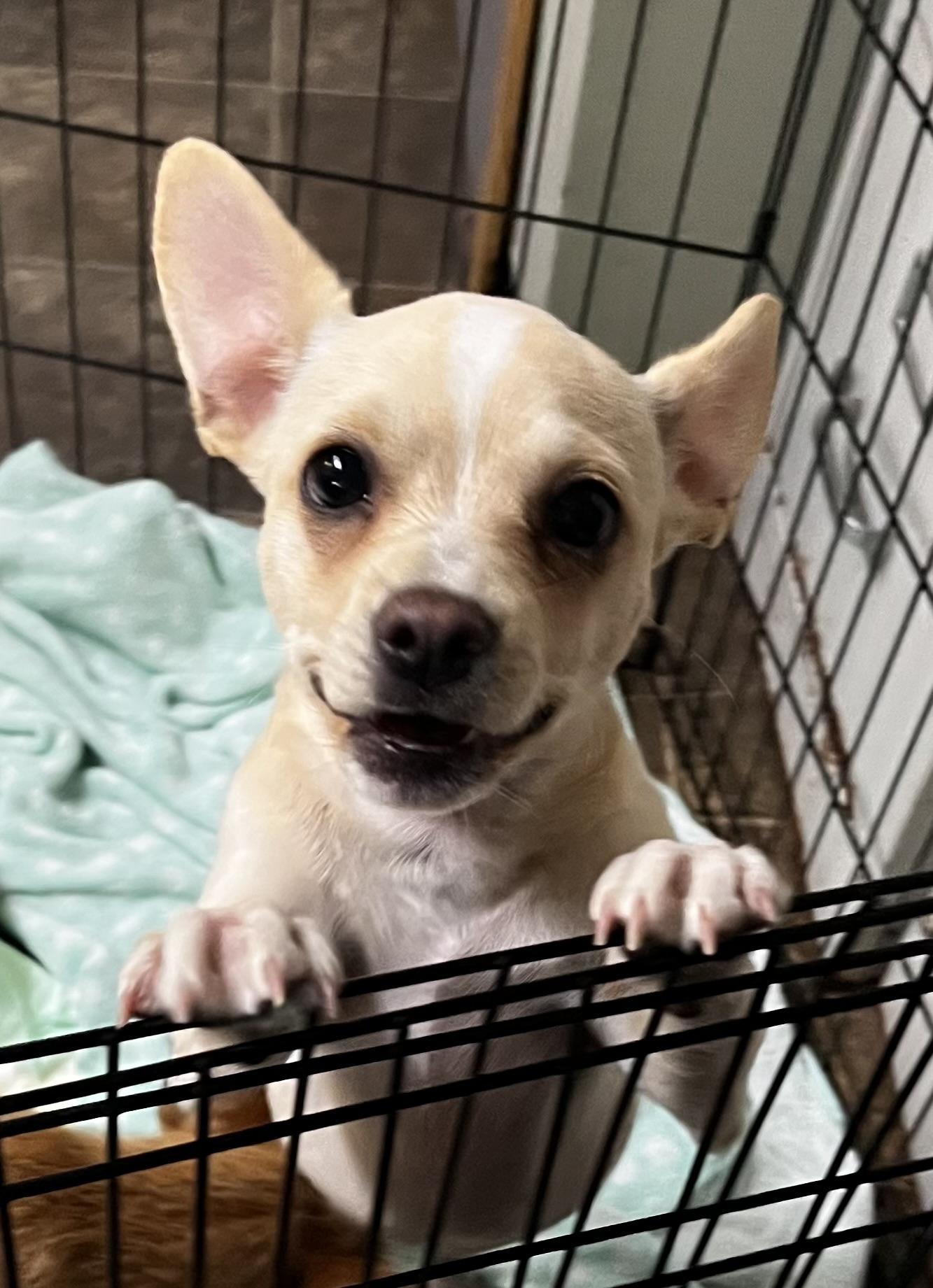 Coco, Baby Female Corgi