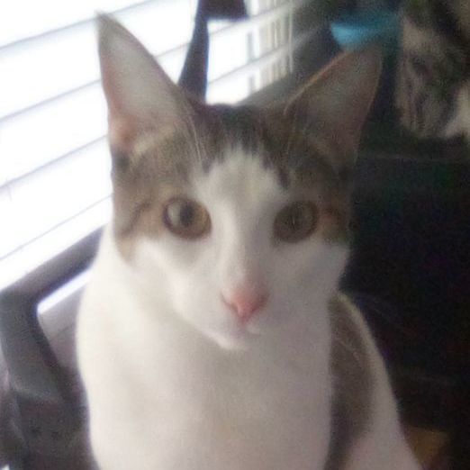 Domino Chan
