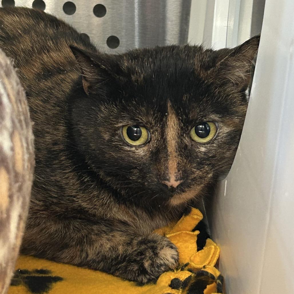 Enlarge Cinnamama New Mexico, a Adoptable Domestic Short Hair in Denver, CO image 1/2