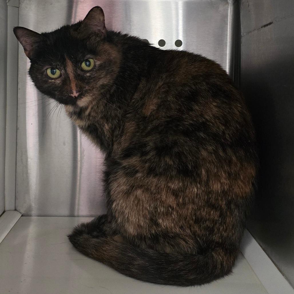 Enlarge Cinnamama New Mexico, a Adoptable Domestic Short Hair in Denver, CO image 2/2