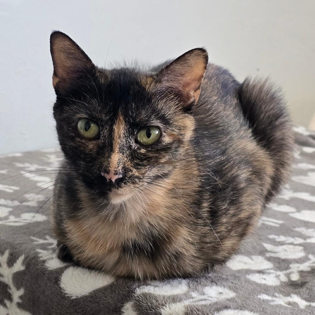 Cinnamama New Mexico, a Adoptable Domestic Short Hair in Denver, CO image 3/3