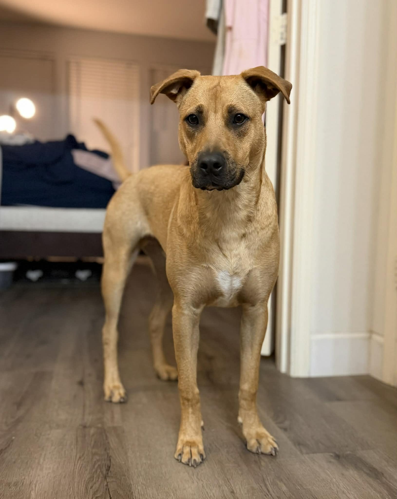 Van the Man!, a Adoptable mixed breed in Princeton, NJ image 5/6