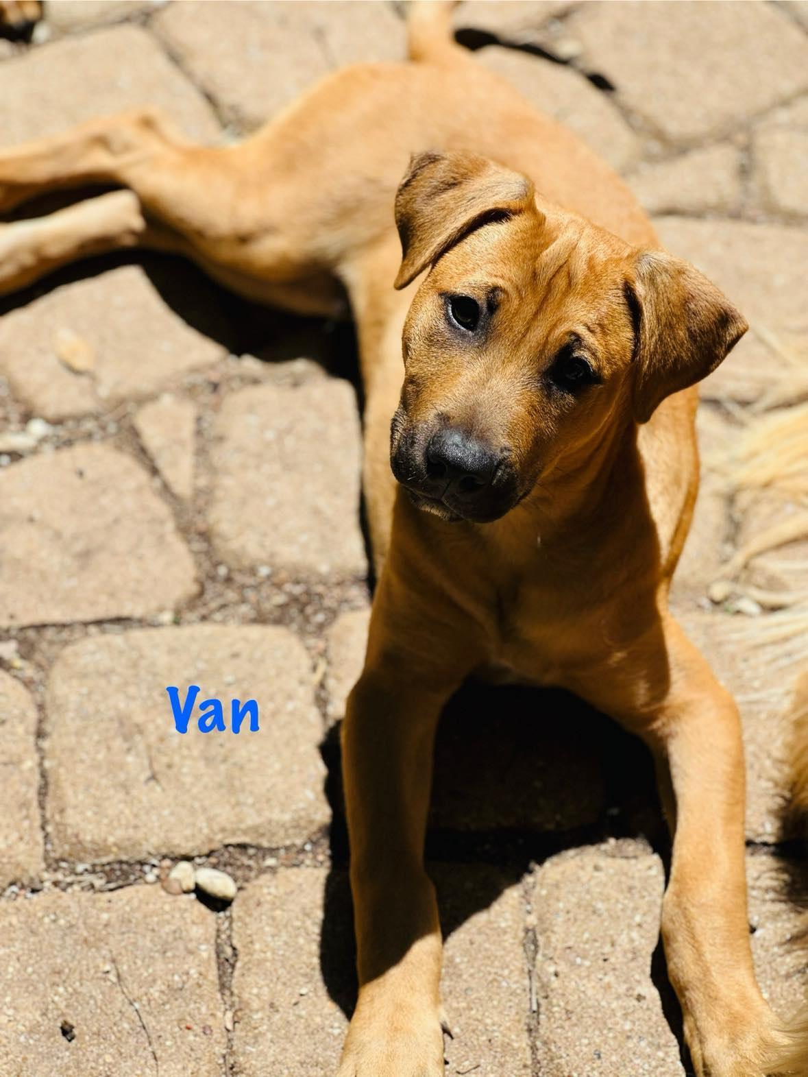 Enlarge Van the Man!, a Adoptable mixed breed in Brattleboro , VT image 5/5