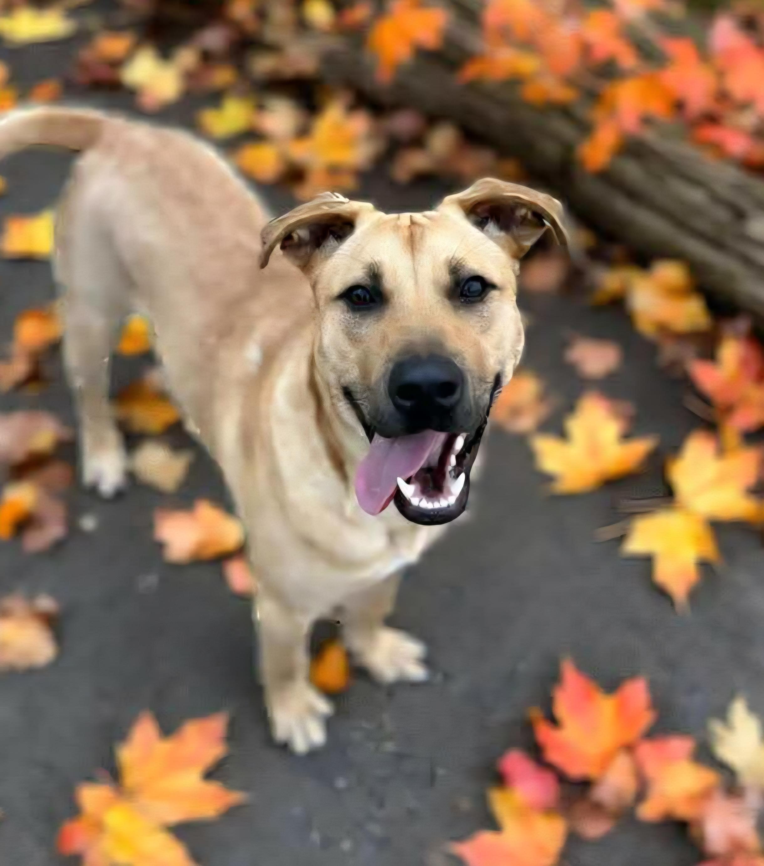 Van the Man!, Adoptable, Young Male Black Mouth Cur & Labrador Retriever.