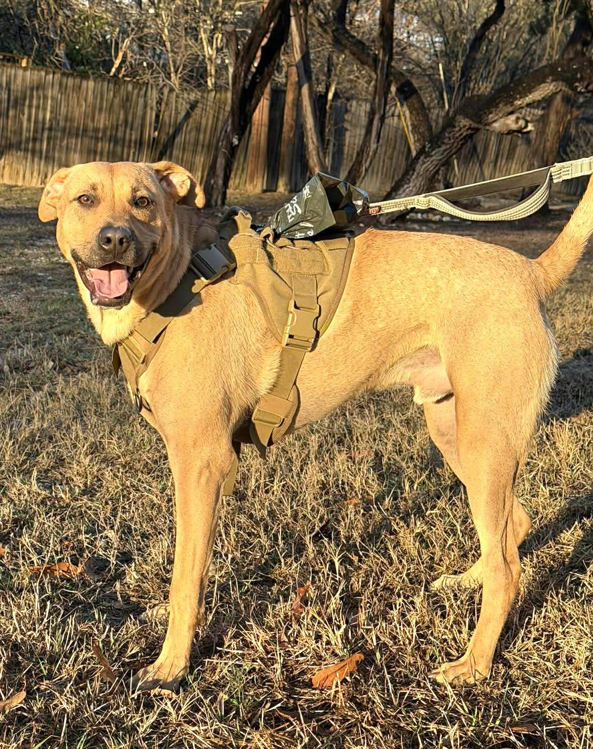 Van the Man!, a Adoptable mixed breed in Princeton, NJ image 3/6