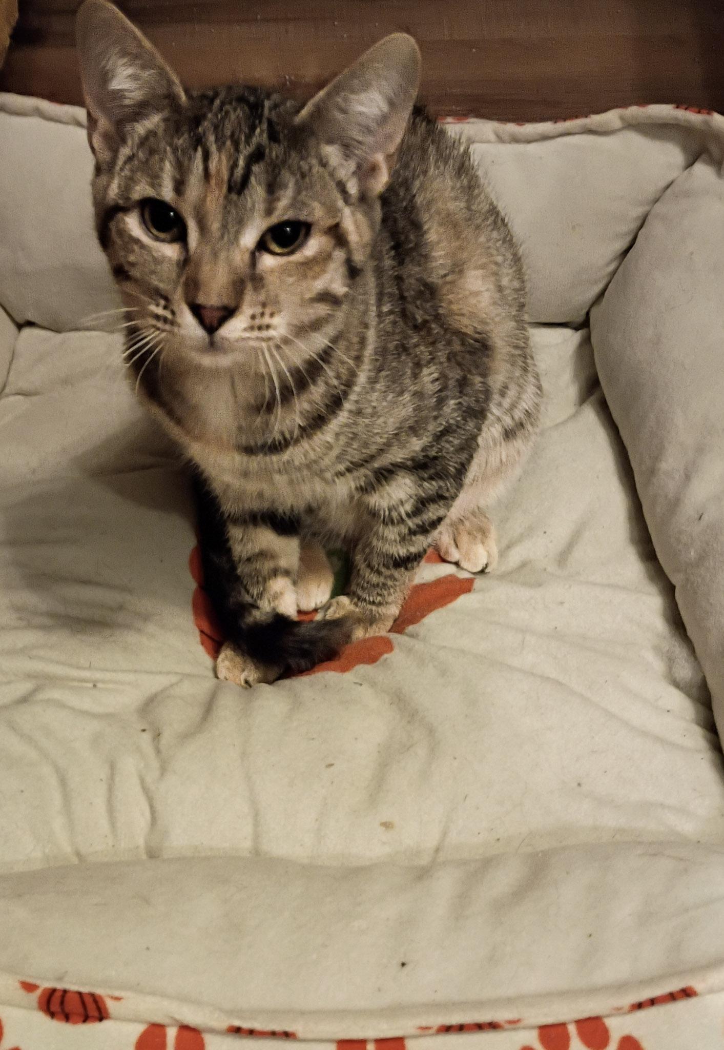 Mavis and Marmalade, Adoptable, Young Female Tabby.