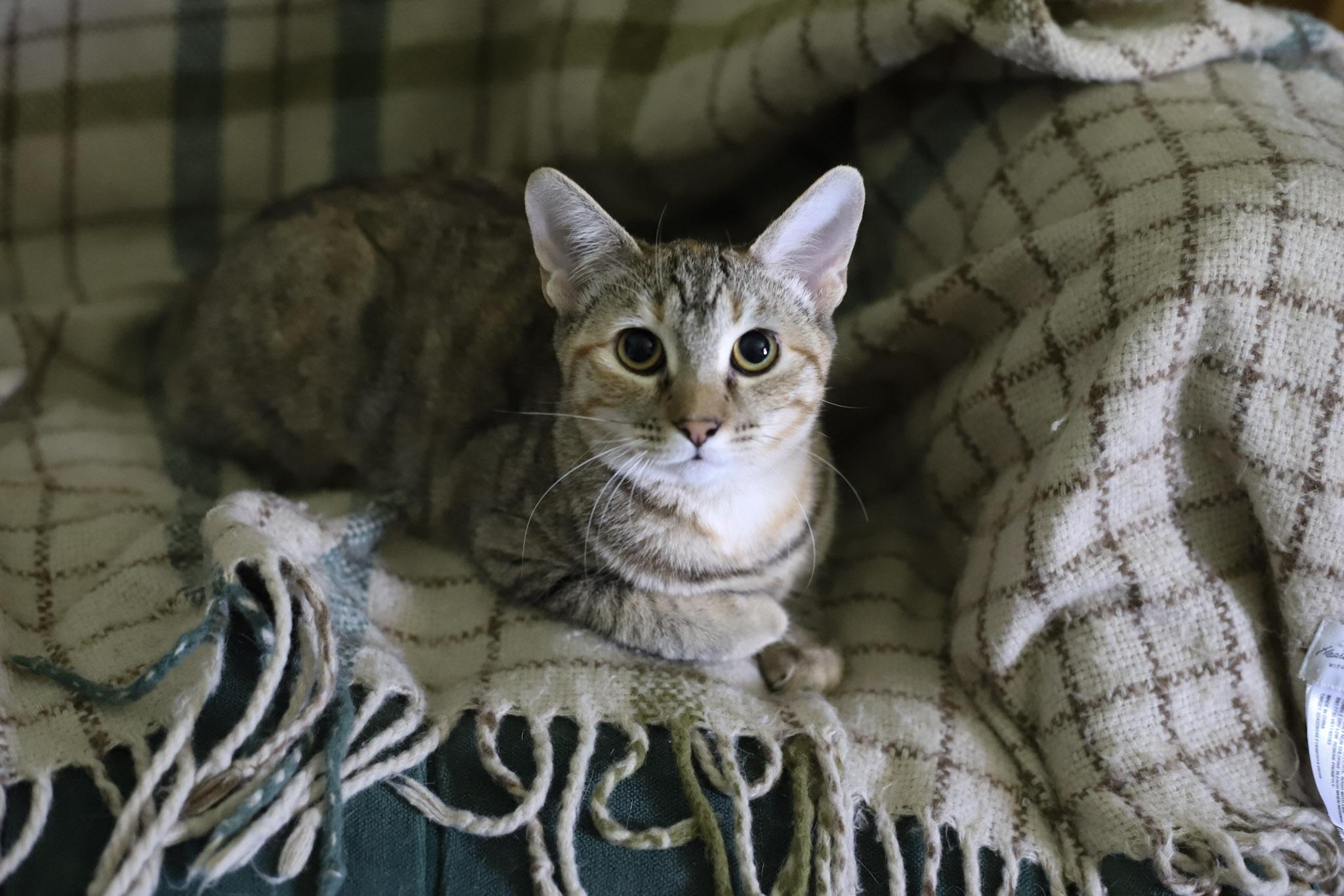 Enlarge Mavis and Marmalade, a Adoptable mixed breed in Logan, UT image 2/2