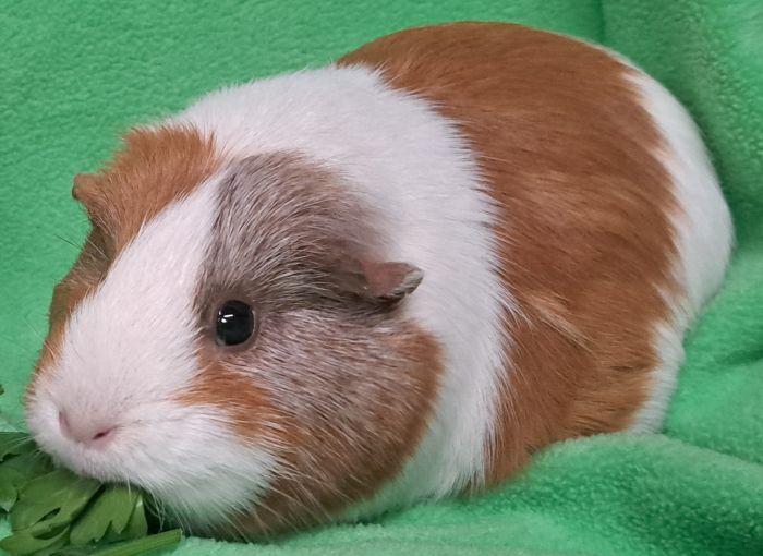 Enlarge Azula, a Adoptable Short-Haired in Gary, IN image 1/5