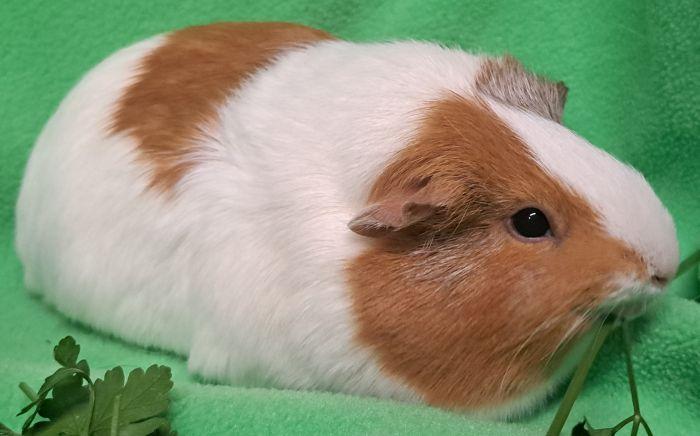 Enlarge Azula, a Adoptable Short-Haired in Gary, IN image 3/5