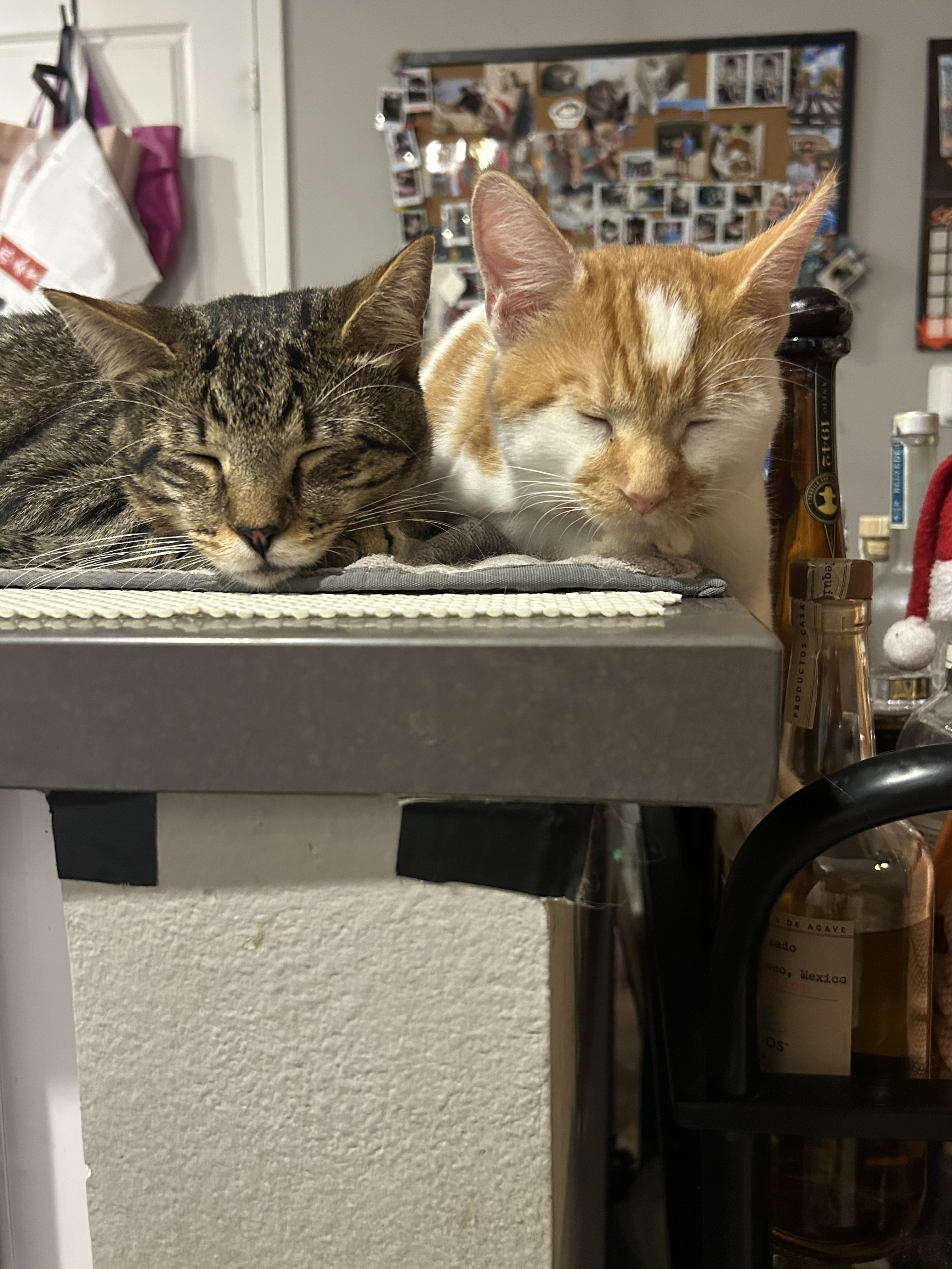 Enlarge Patches, an adopted Domestic Short Hair in Inglewood, CA image 2/5