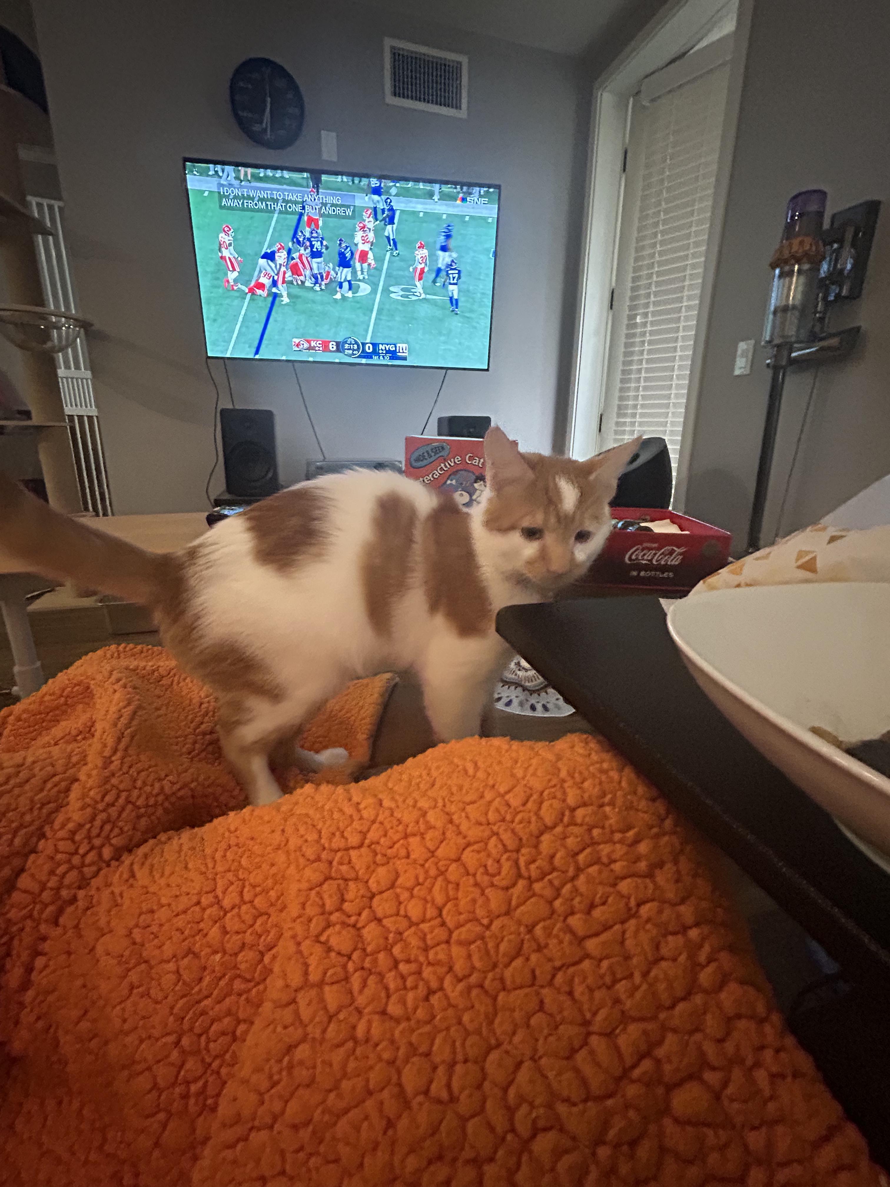 Enlarge Patches, an adopted Domestic Short Hair in Inglewood, CA image 3/5