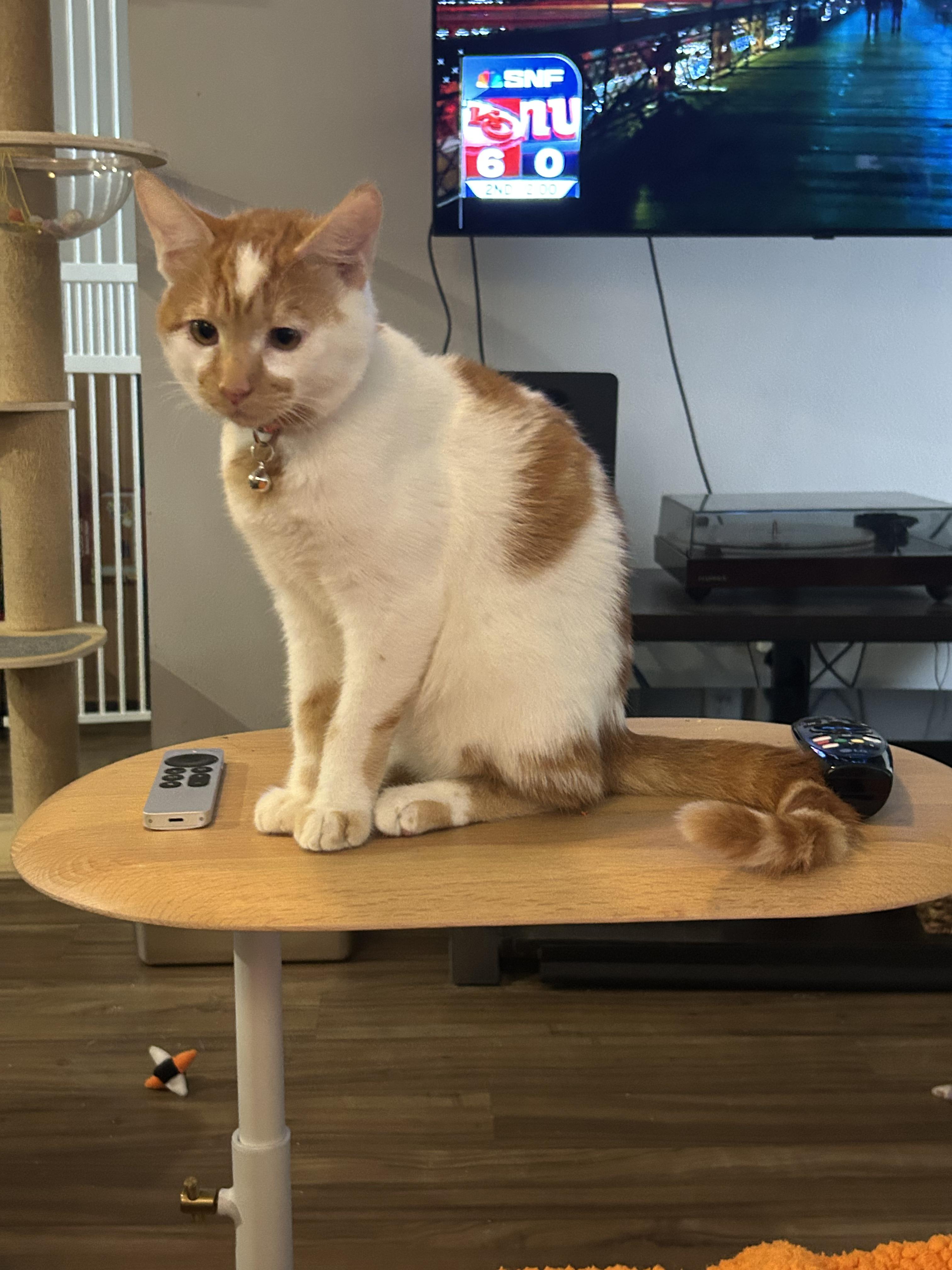 Enlarge Patches, an adopted Domestic Short Hair in Inglewood, CA image 1/5