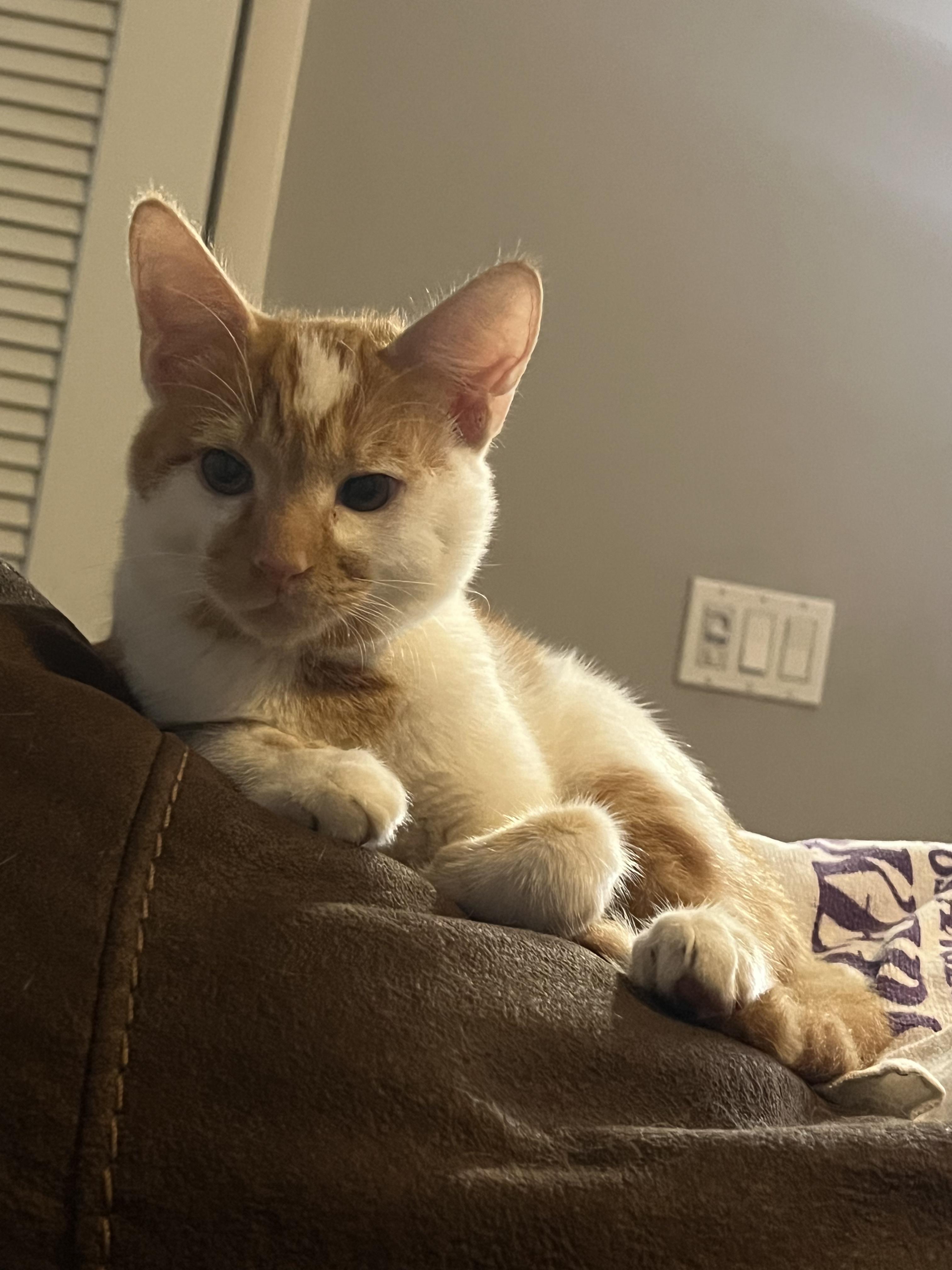 Enlarge Patches, an adopted Domestic Short Hair in Inglewood, CA image 4/5