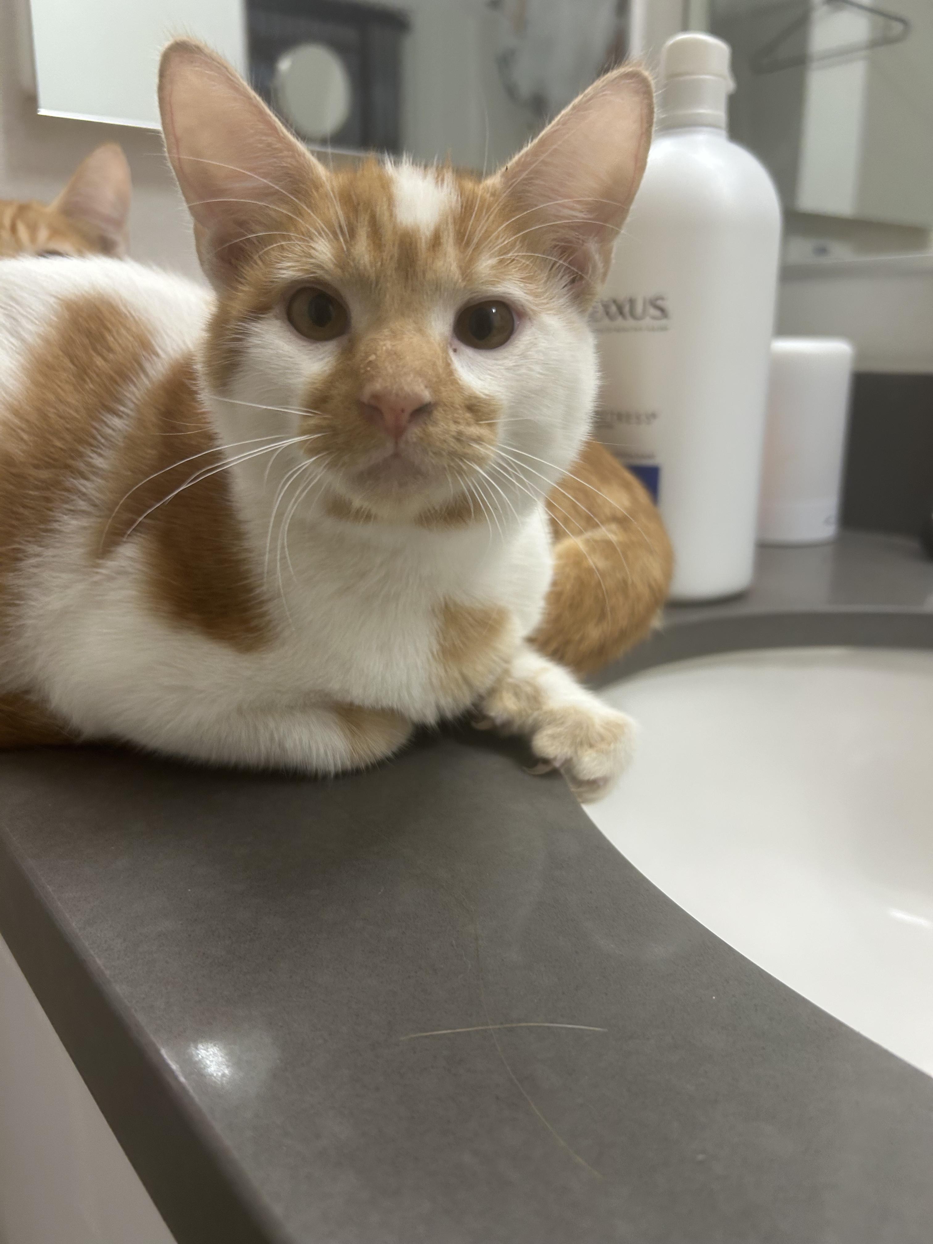 Enlarge Patches, an adopted Domestic Short Hair in Inglewood, CA image 5/5