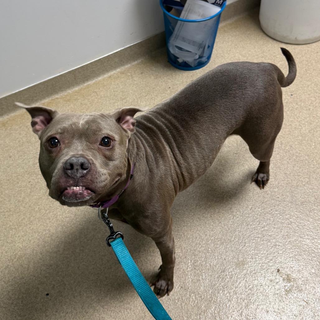 Enlarge Hollis, a Adoptable mixed breed in Brookfield, WI image 1/6