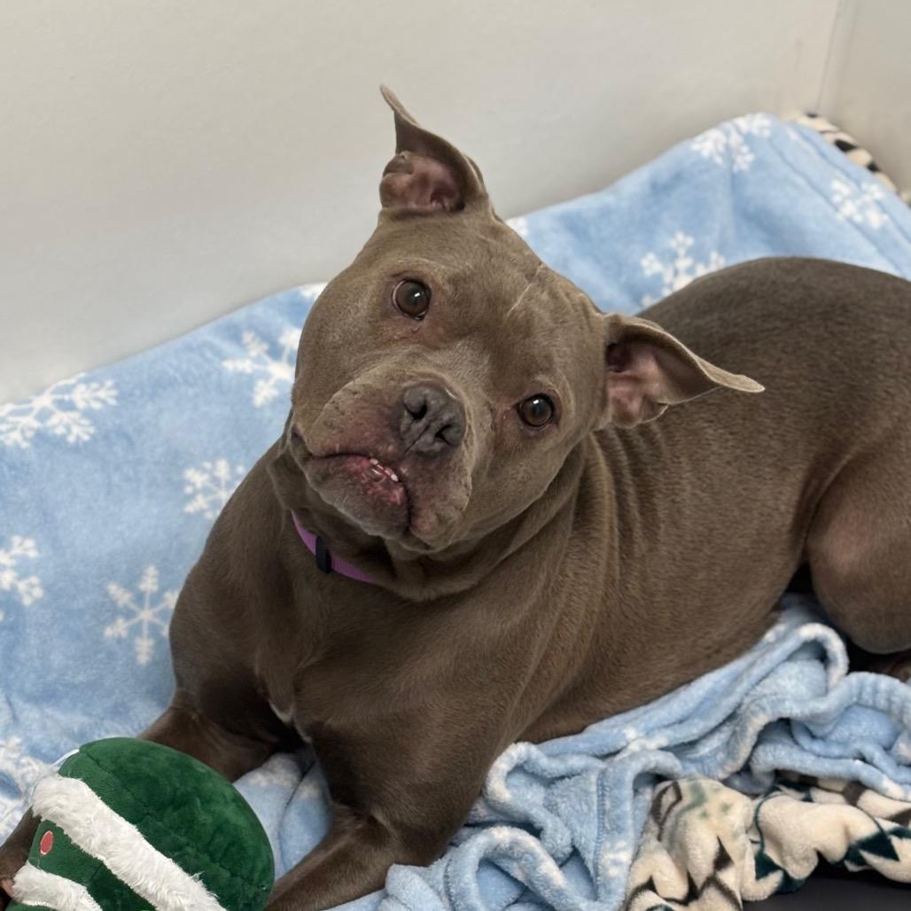 Enlarge Hollis, a Adoptable mixed breed in Brookfield, WI image 2/6